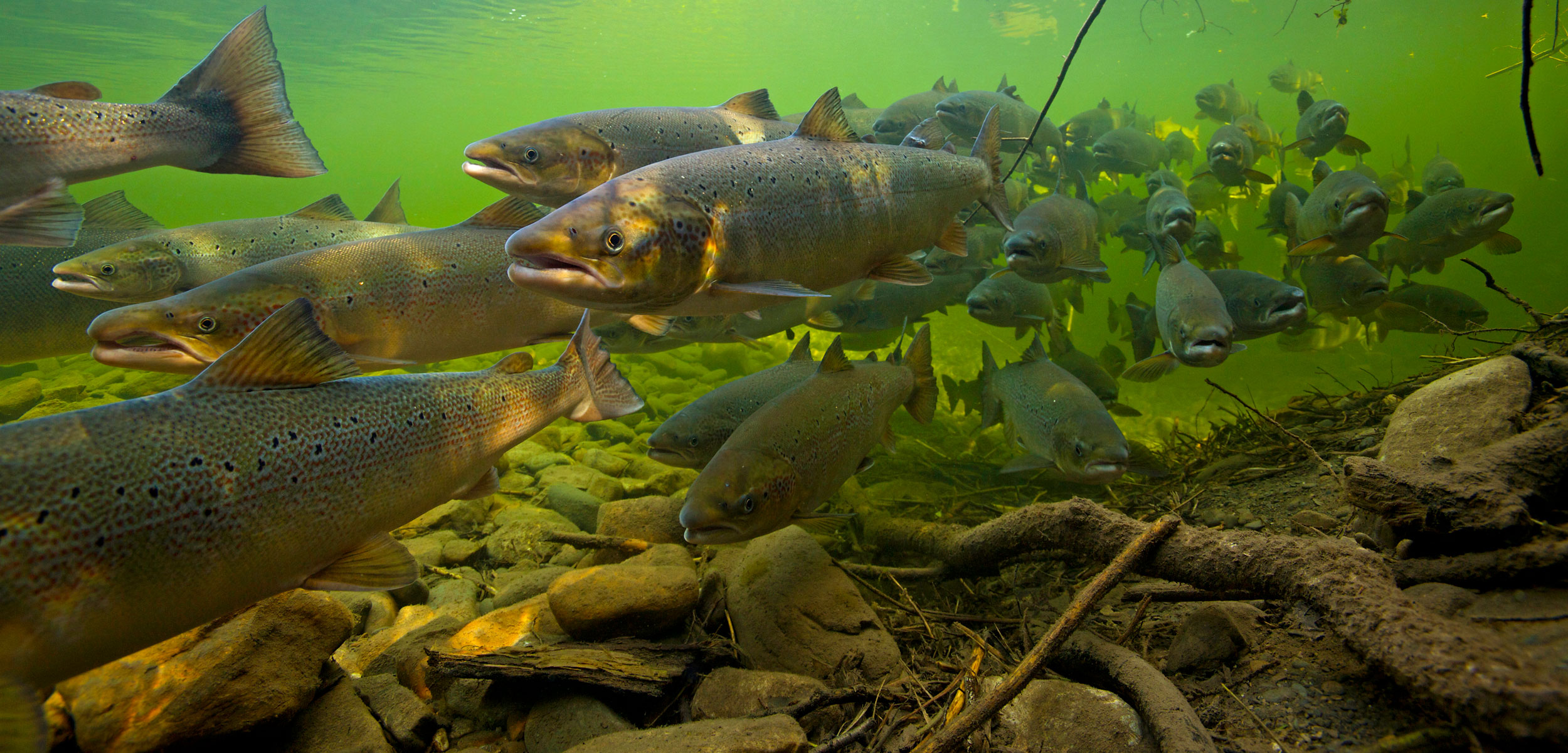 Atlantic salmon (Salmo salar) migrating upstream to spawn
