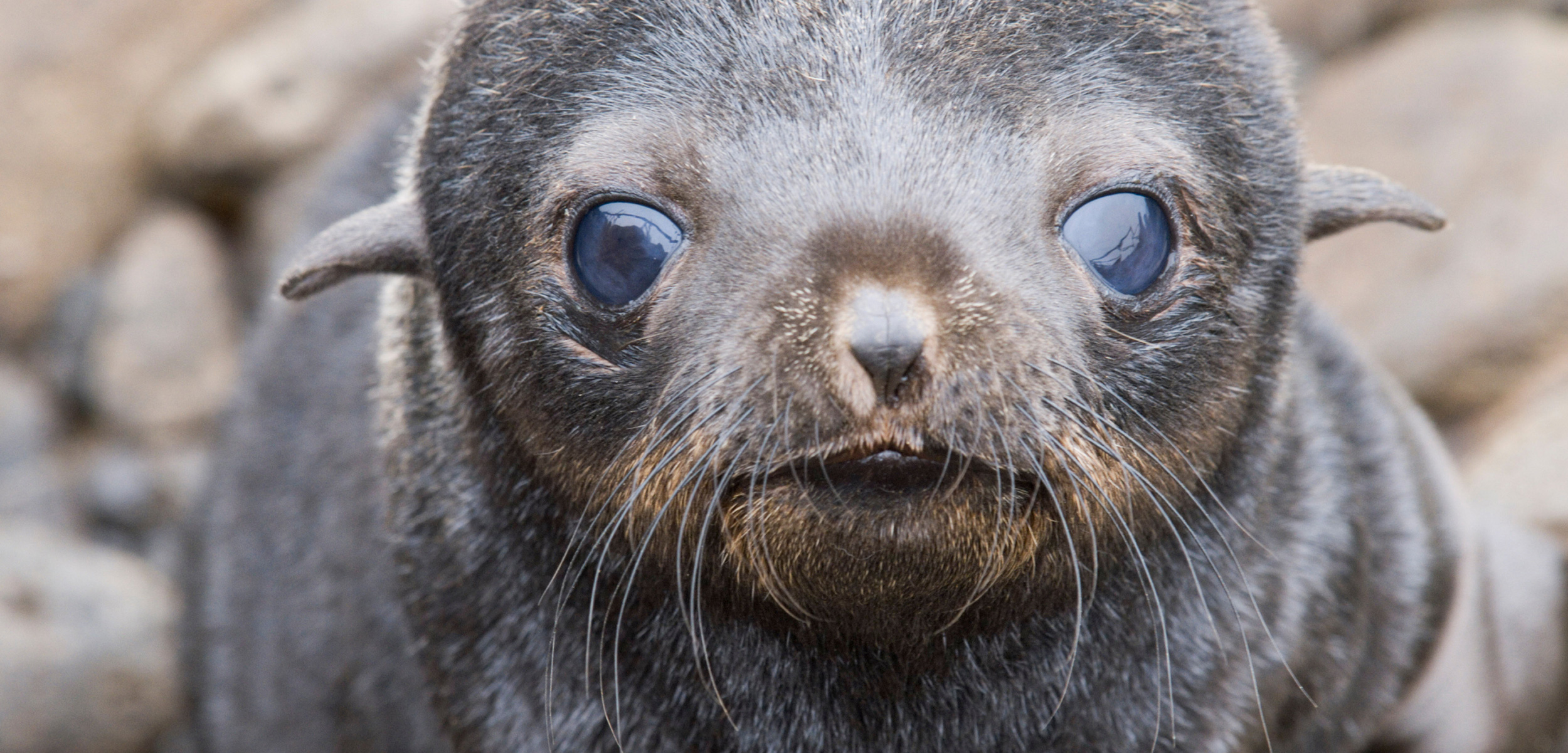 Biology Versus Bones: the Case of the Cape Flattery Fur Seal | Hakai  Magazine