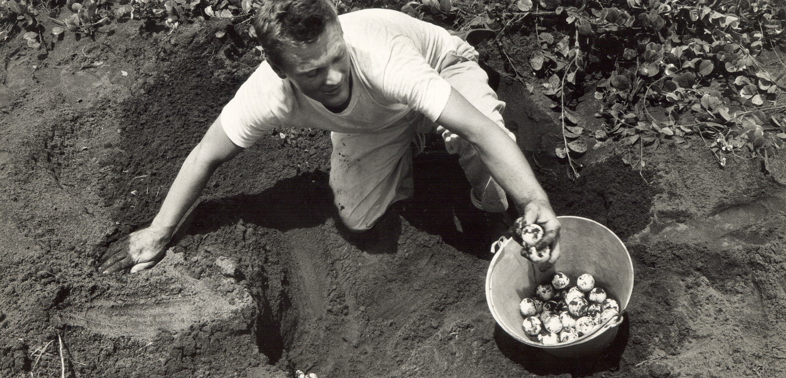 Larry Ogren, a staff member of the Caribbean Conservation Corporation (now known as the Sea Turtle Conservancy), collects eggs from a green turtle nest in Tortuguero, Costa Rica, in 1964 or 1965, as part of Operation Green Turtle. The resulting hatchlings were later relocated to various Caribbean destinations. Photo courtesy of conserveturtles.org