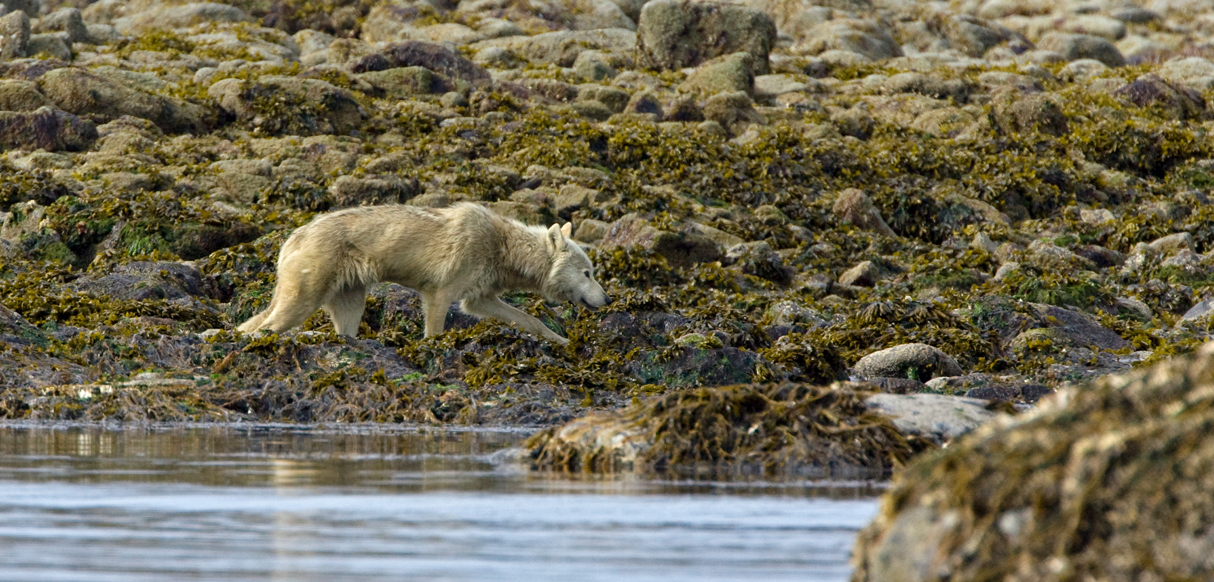 A small grey wolf in the center of the photo sulks through the green seaweed filled intertidal zone. The bottom of the photo has the ocean.