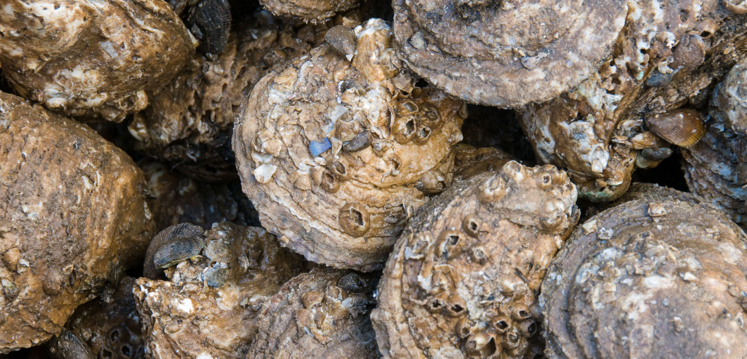 Chesapeake bay oysters