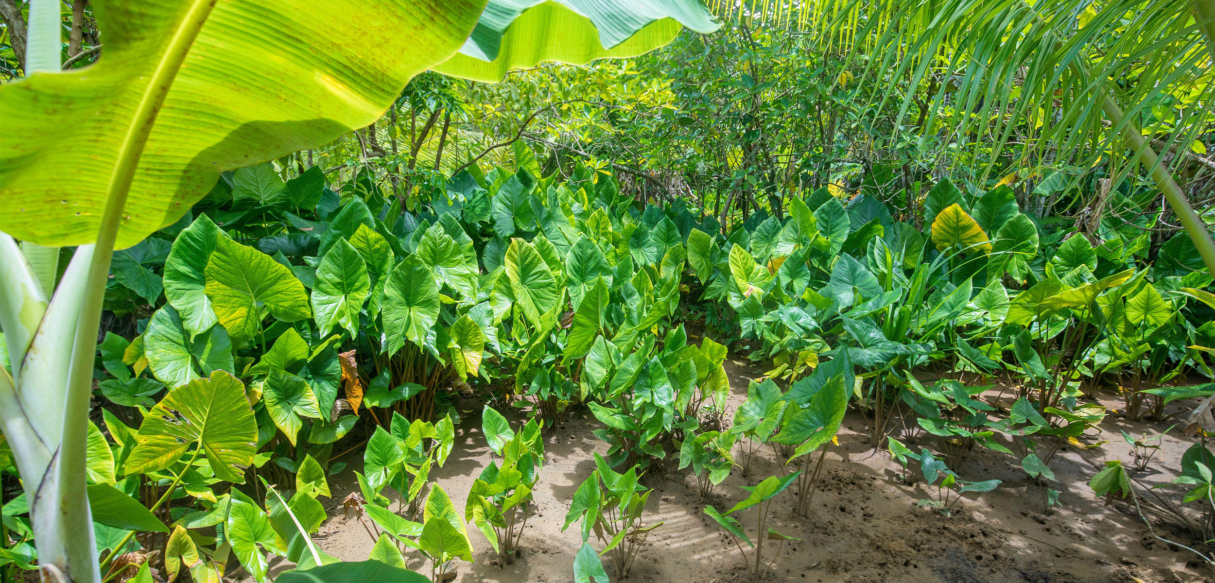A green field of shiny taro plants with one big plant in the left foreground