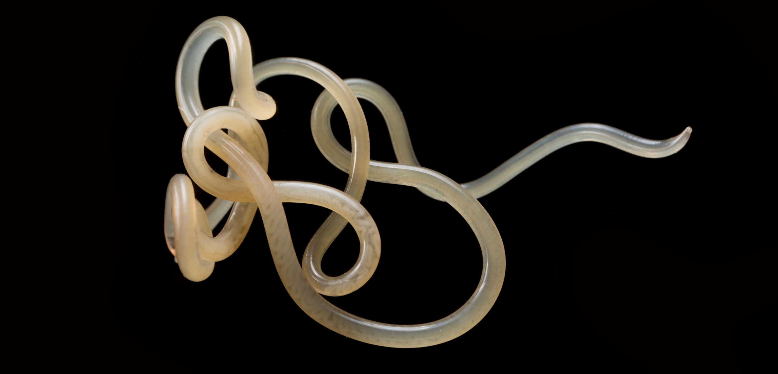 Two parasitic nematode worms