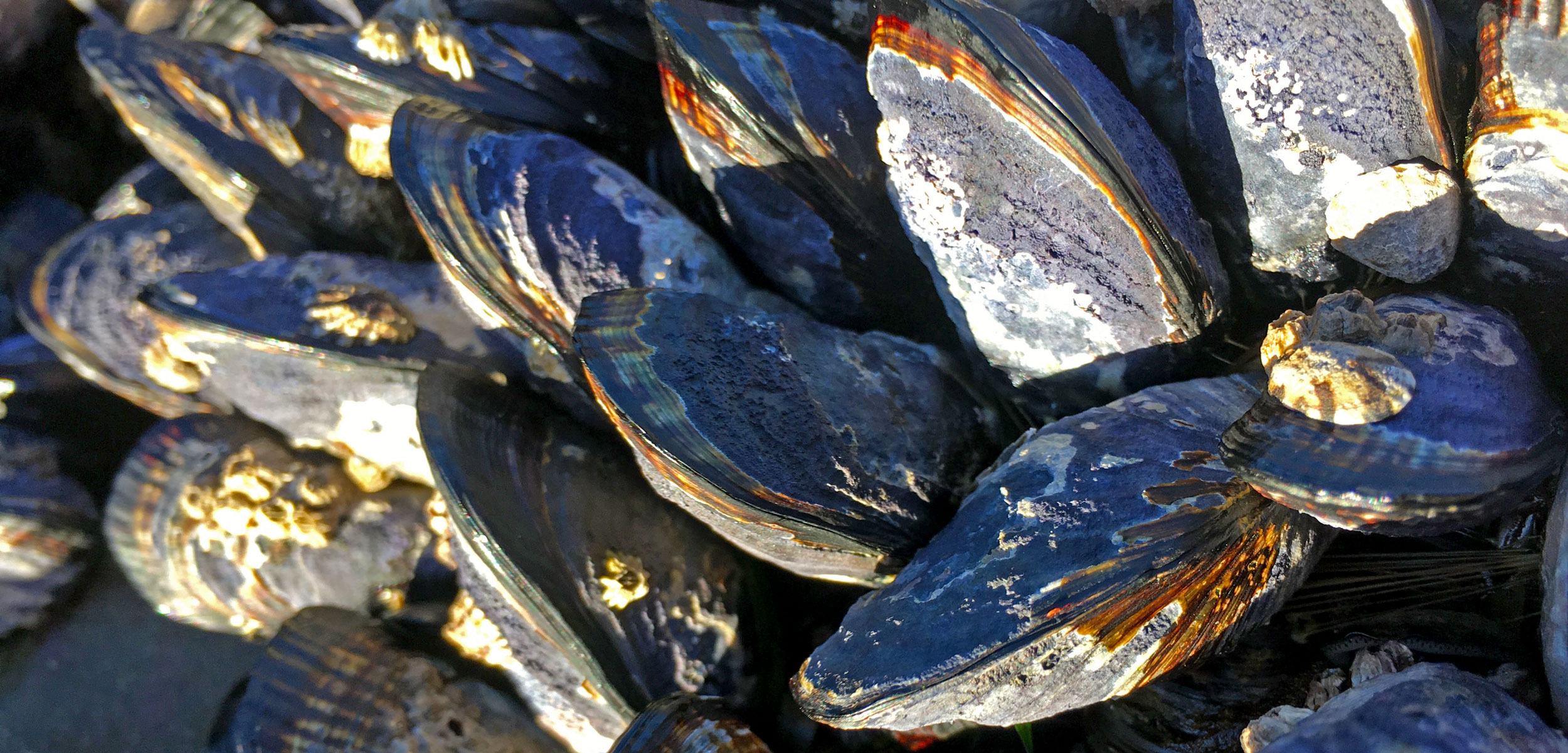 mussels affected by endolithic parasites