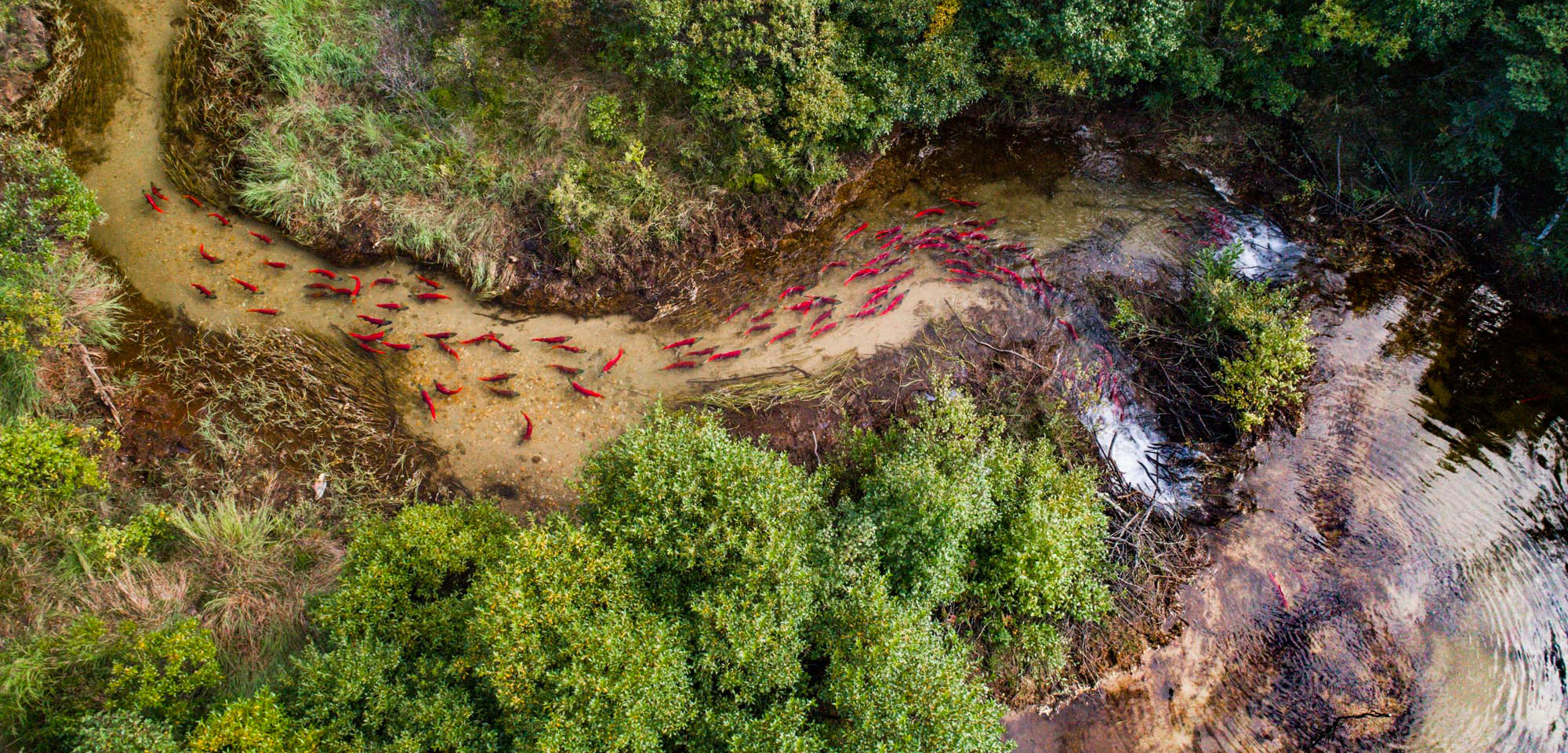 aerial photo of salmon in a stream