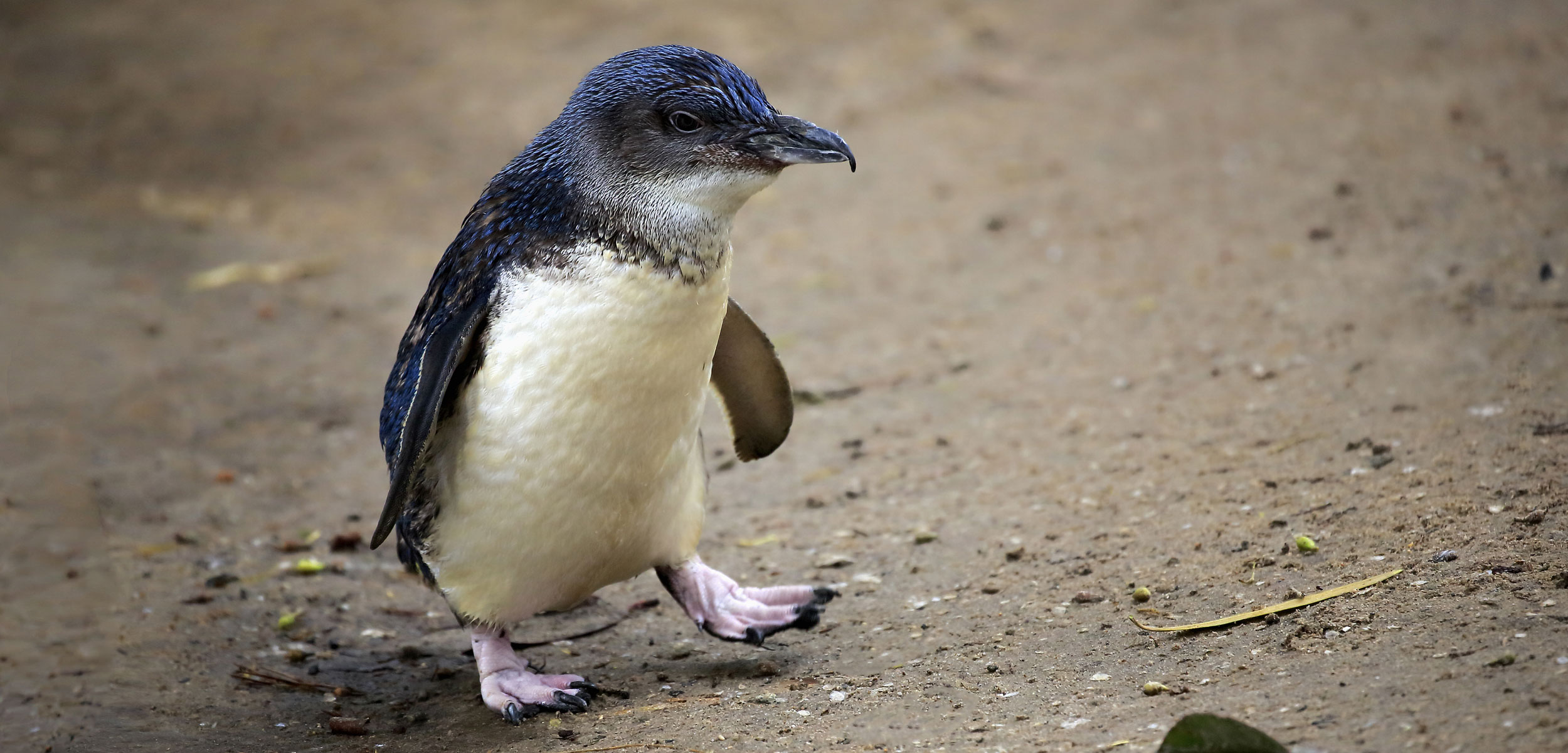 Little Penguin, (Eudyptula minor), adult on shore walking, Kangaroo Island, South Australia