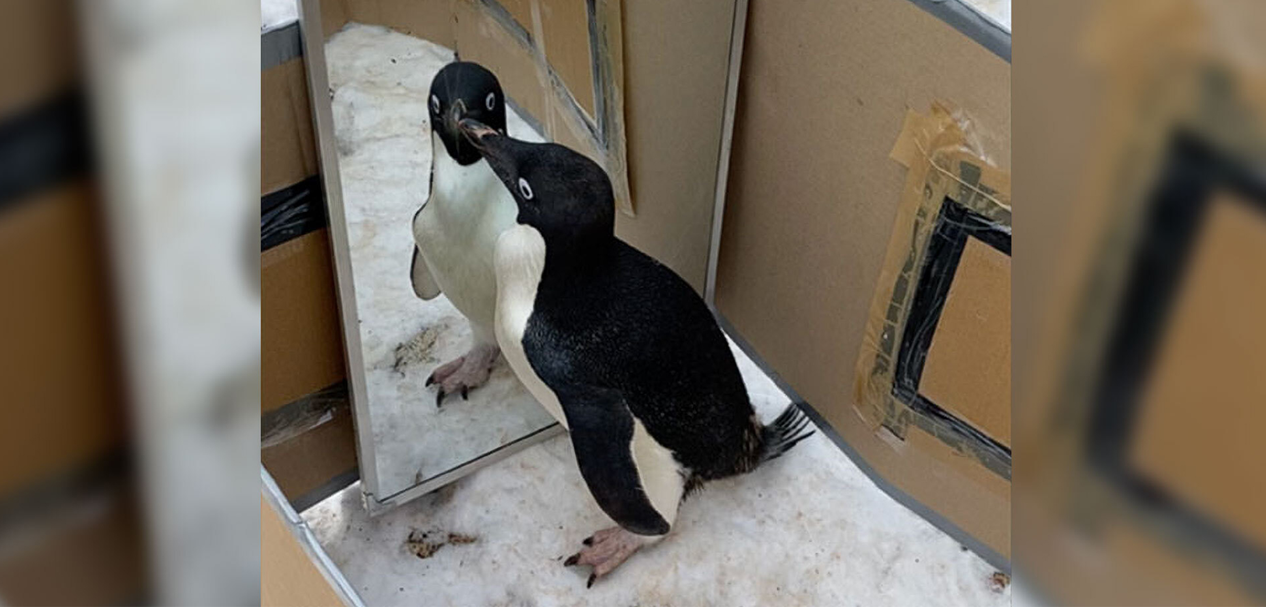 A small white and black penguin in a brown box looking at itself in a mirror.