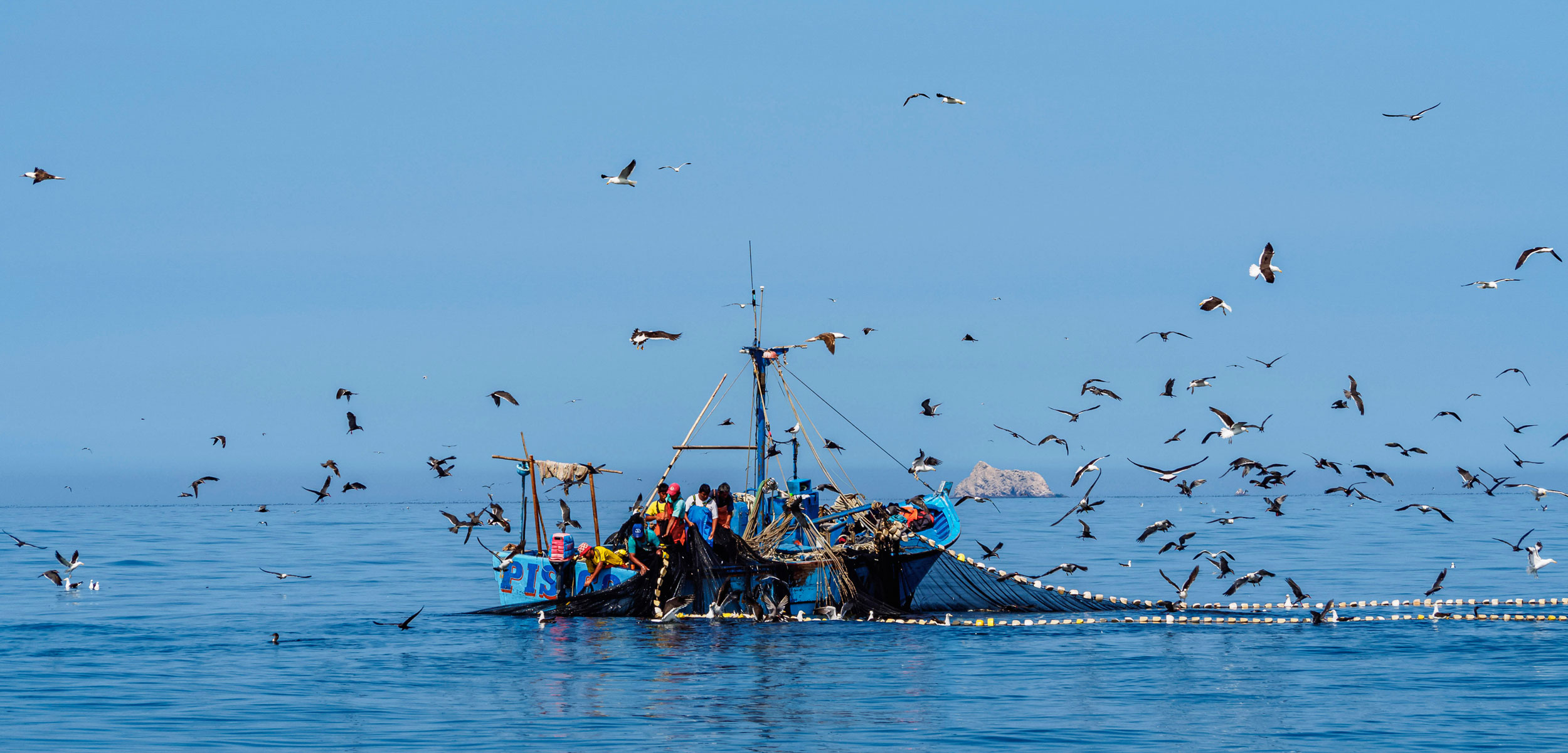 Boat in ocean with fisherman onboard pulling up a net surrounded by birds.
