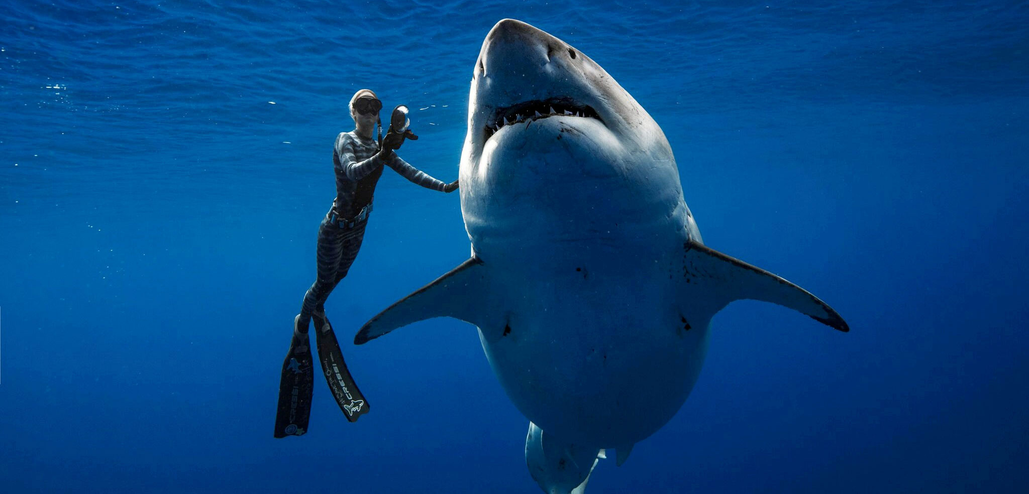 Ocean Ramsey touching a great white shark