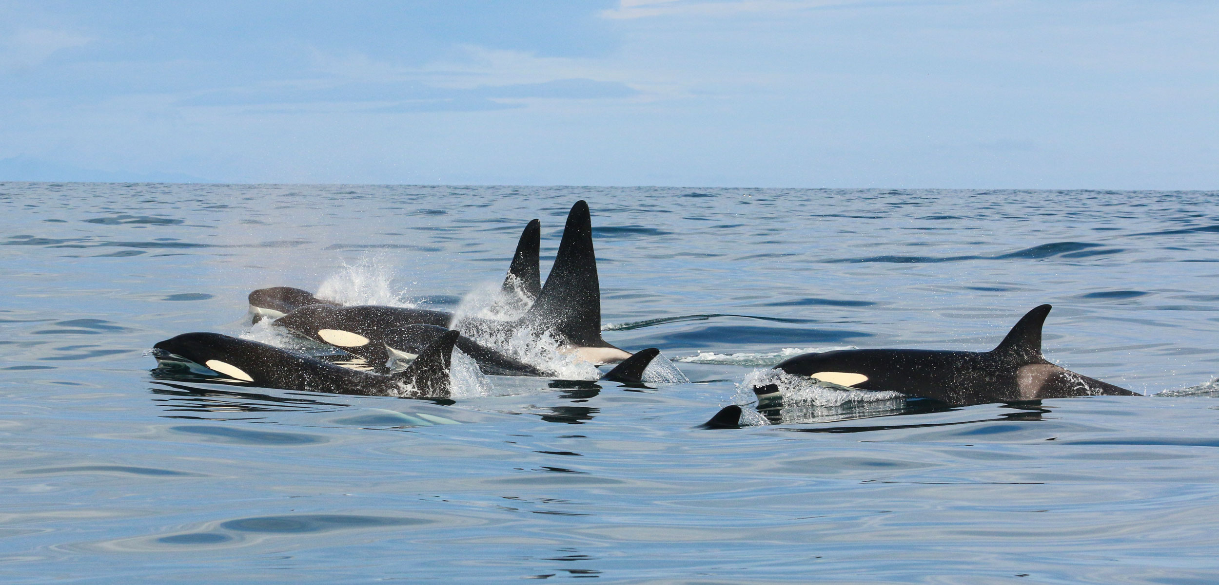 killer whales off Iceland