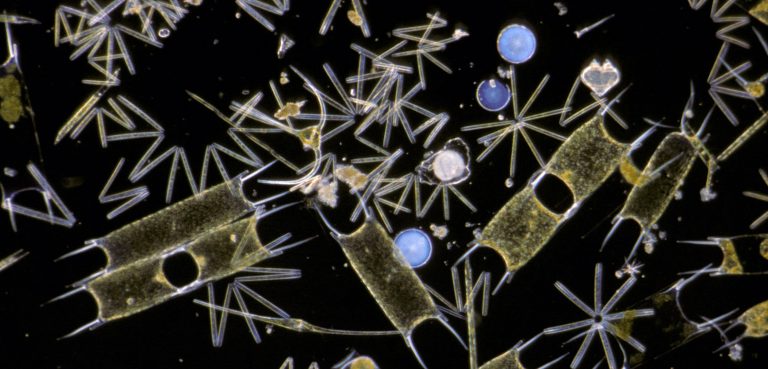 Why Are There So Many Kinds of Phytoplankton?  Hakai Magazine