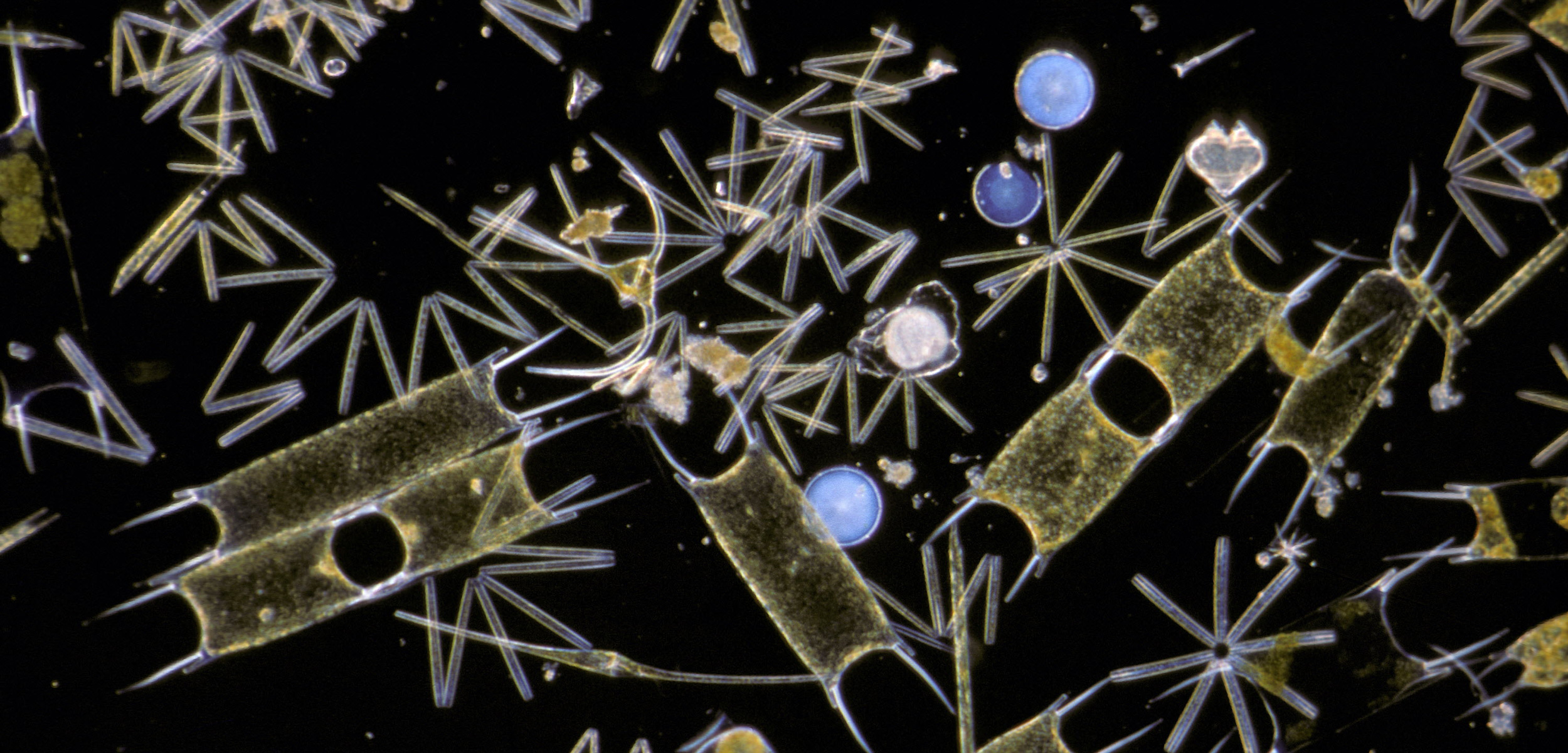 Marine Phytoplankton
