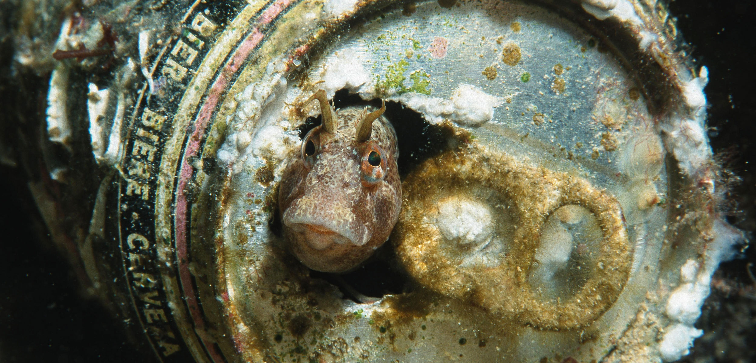 horned blenny (Blennius tentacularis) looking out of a beer can