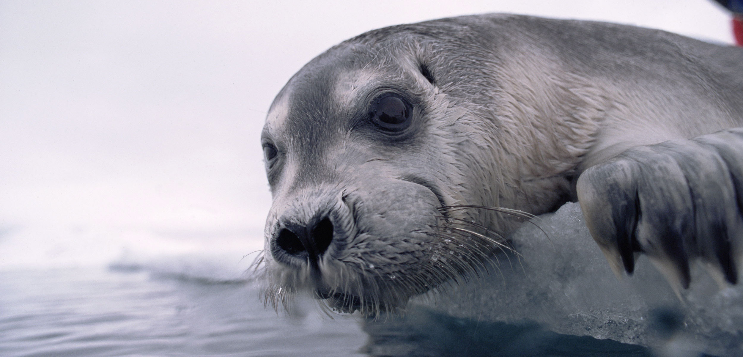 Bearded Seal (Erignathus barbatus) pup on ice edge