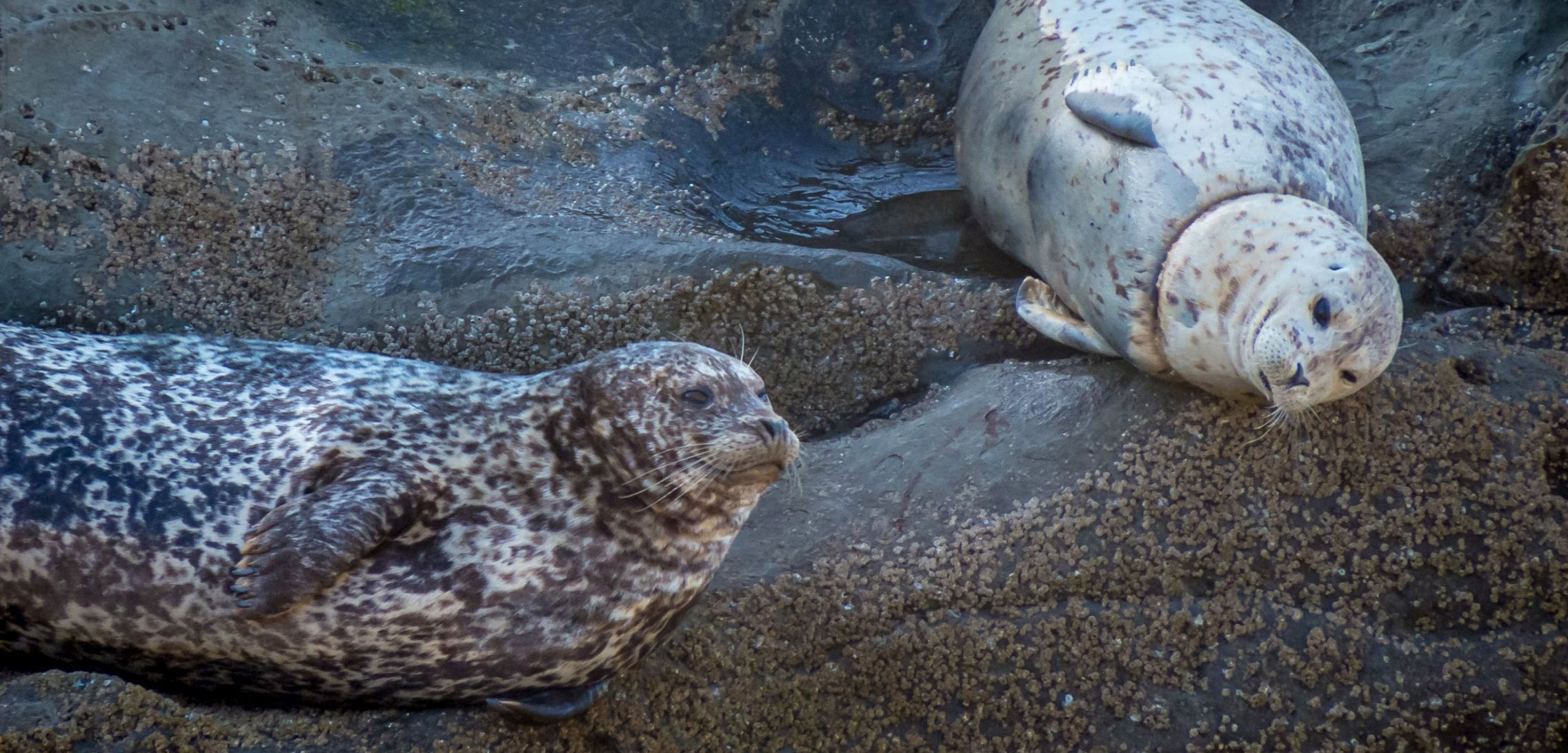 seals, one with plastic around its neck