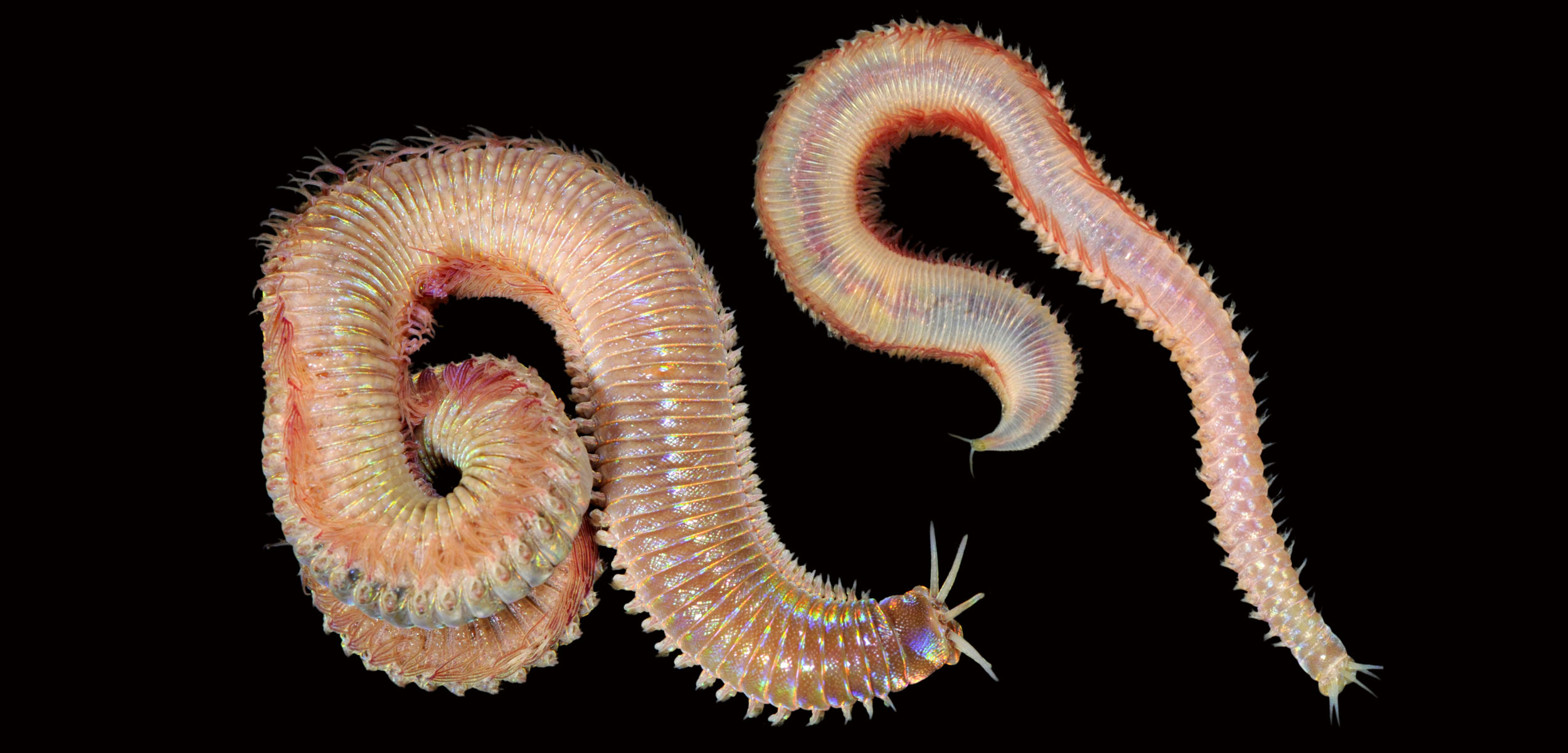 Marphysa sanguinea polychaete worms