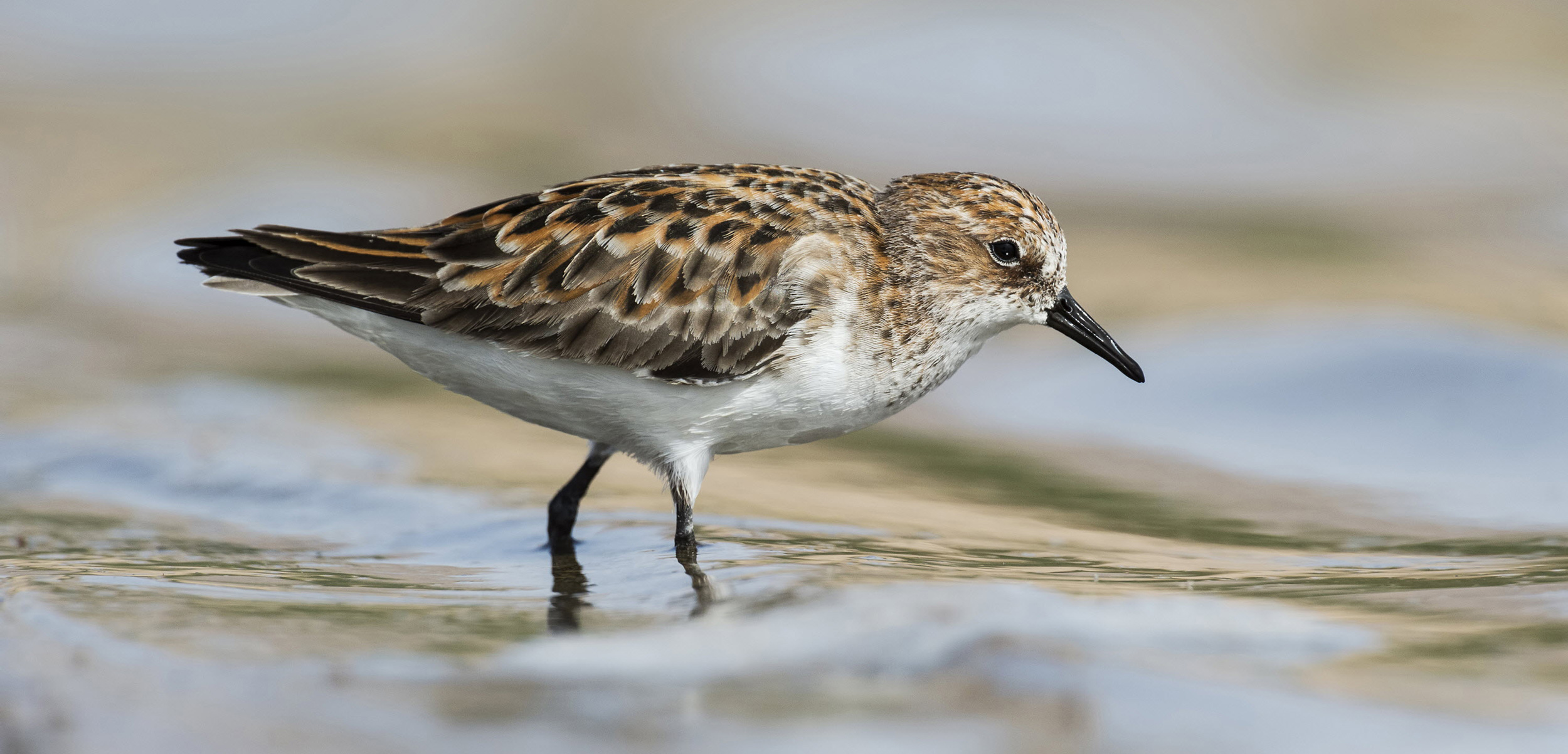 little stint wading in the water