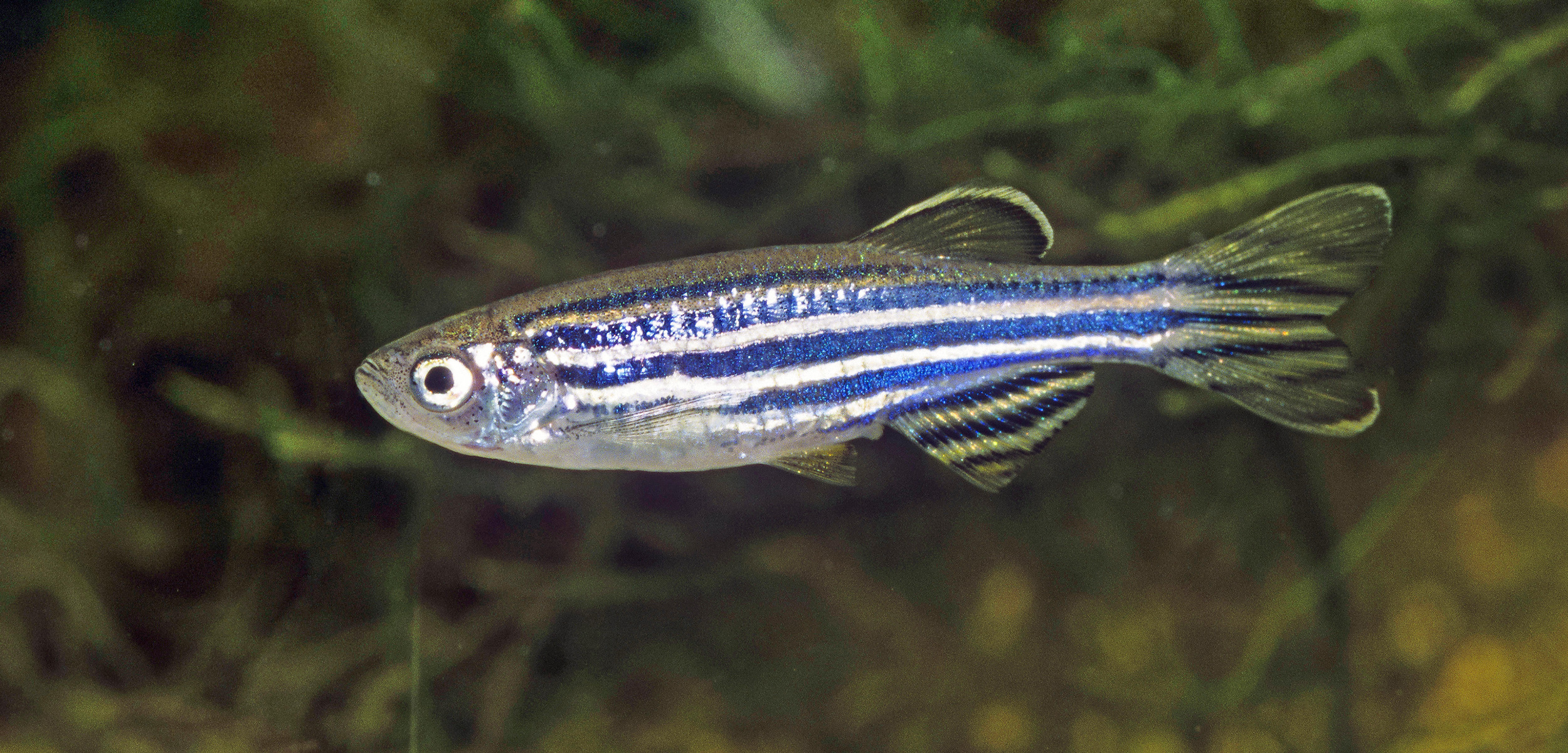 Zebrafish are one of the go-to species for studying genetic disorders. Photo by blickwinkel/Alamy Stock Photo