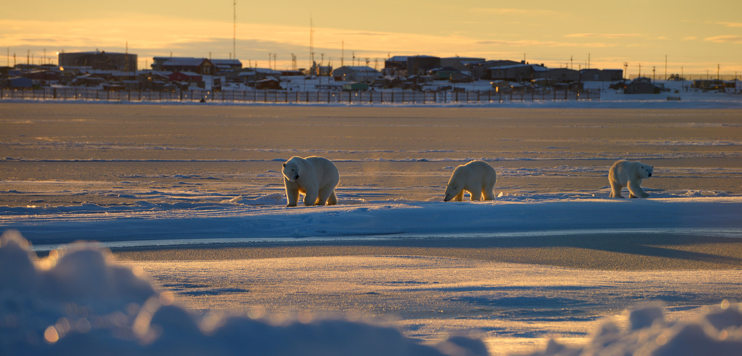 Polar bear sow and two cubs walking across an icy landscape with a town in the background