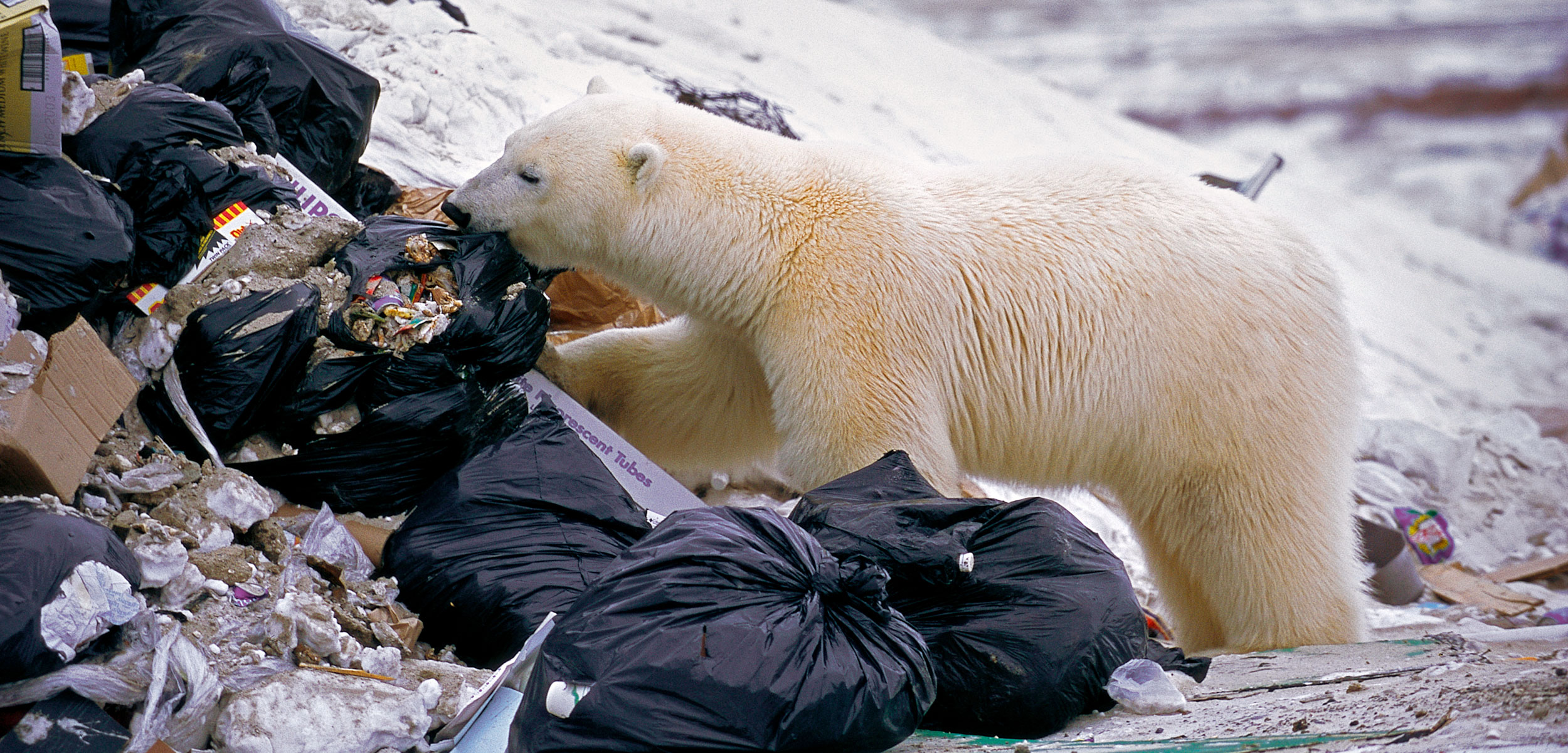 polar bear eating in a garbage dump
