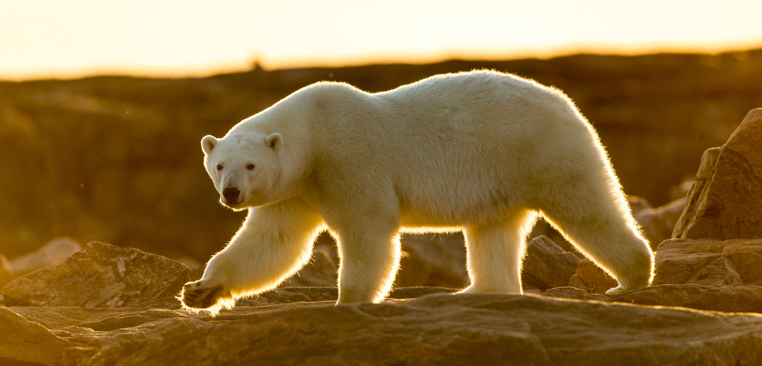 Polar Bear (Ursus maritimus) walking along shoreline