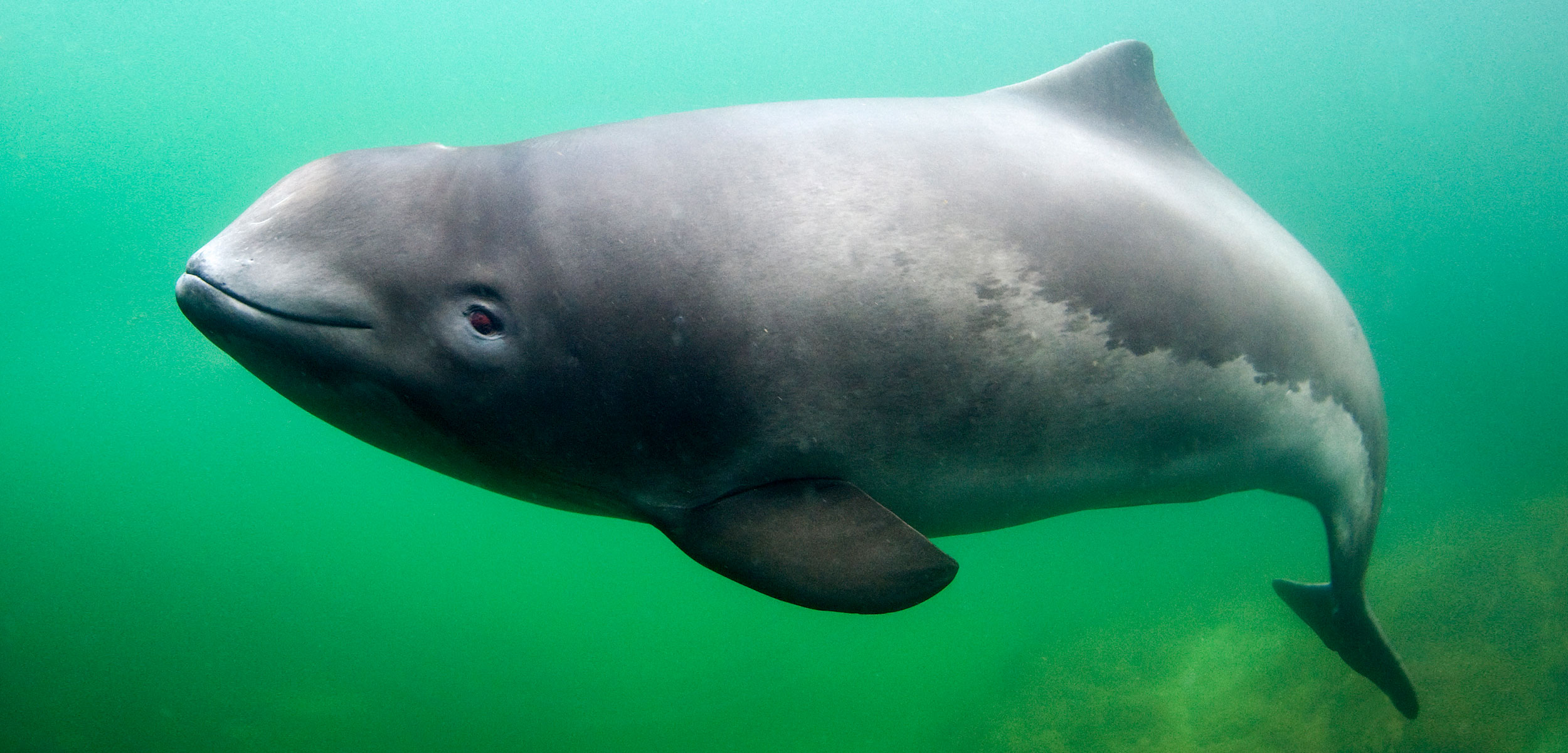 Harbor porpoise under water