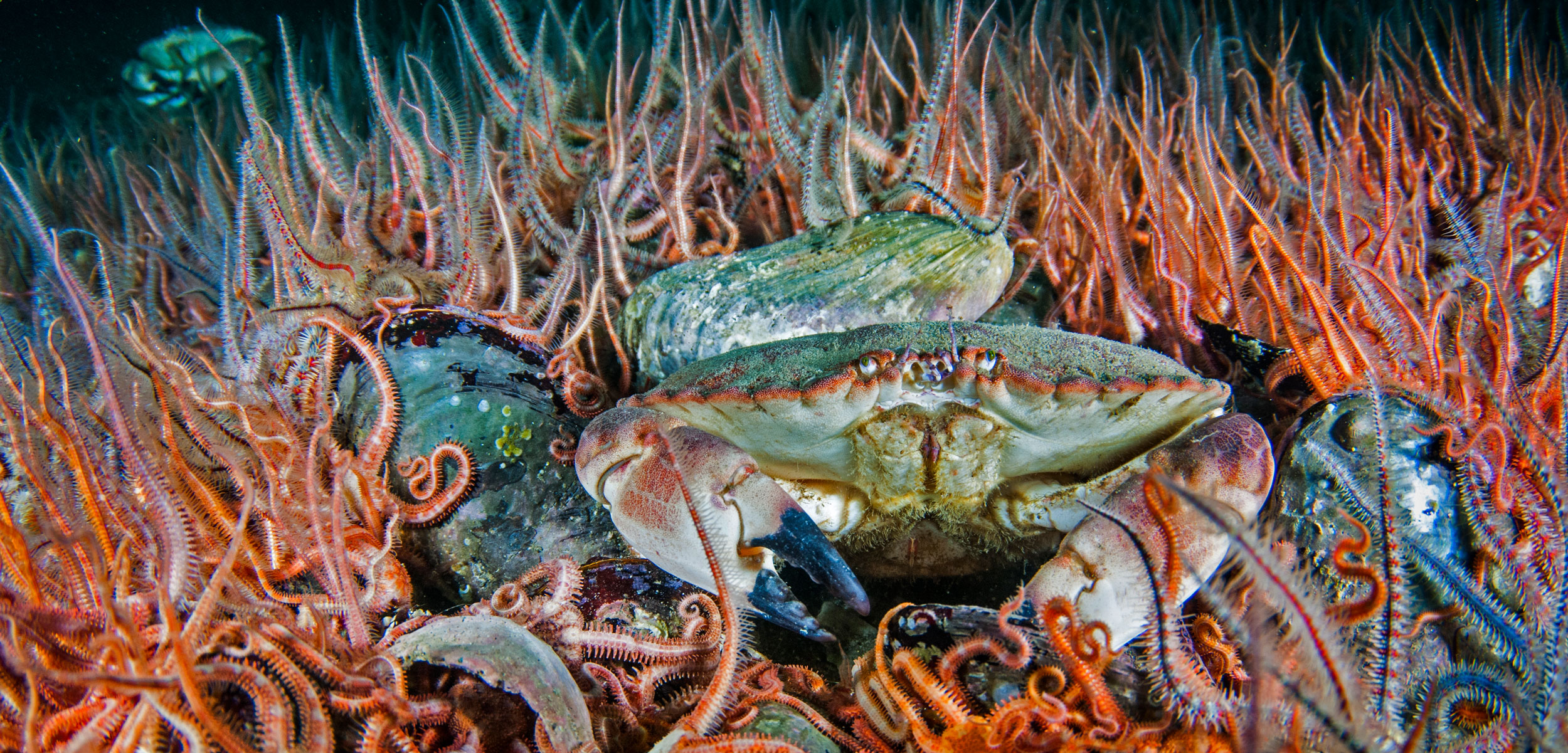 edible crab surrounded by brittle stars