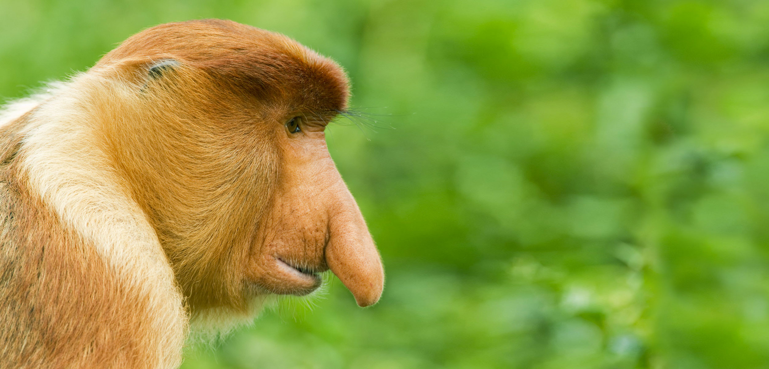 male proboscis monkey