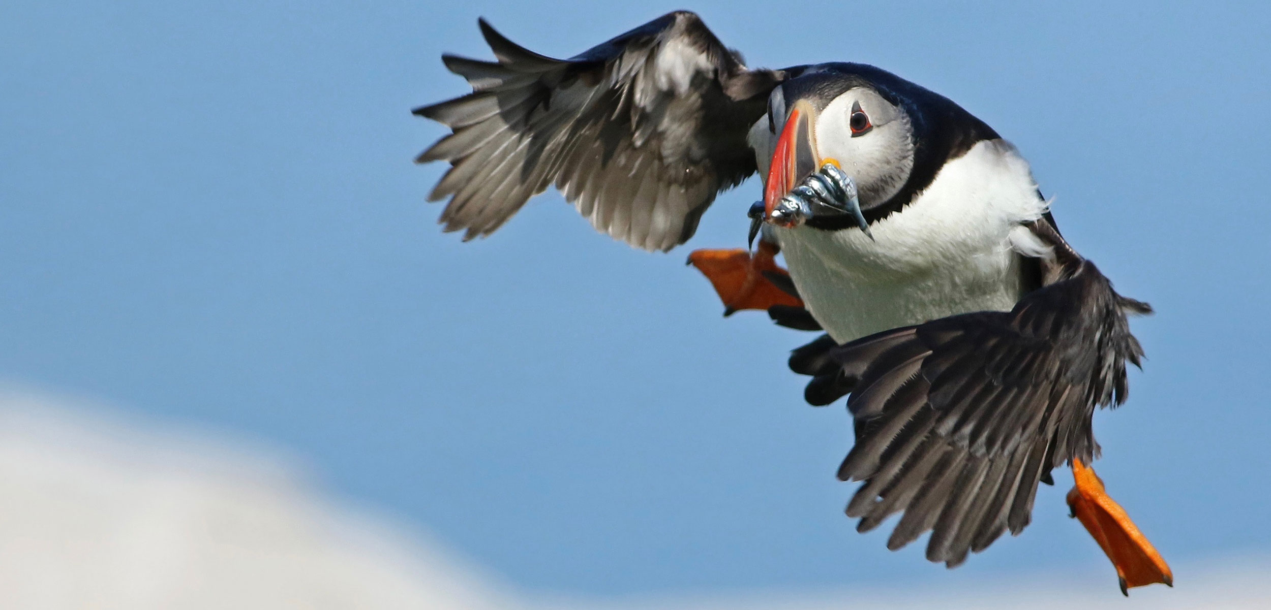 an Atlantic puffin in flight with food in its mouth