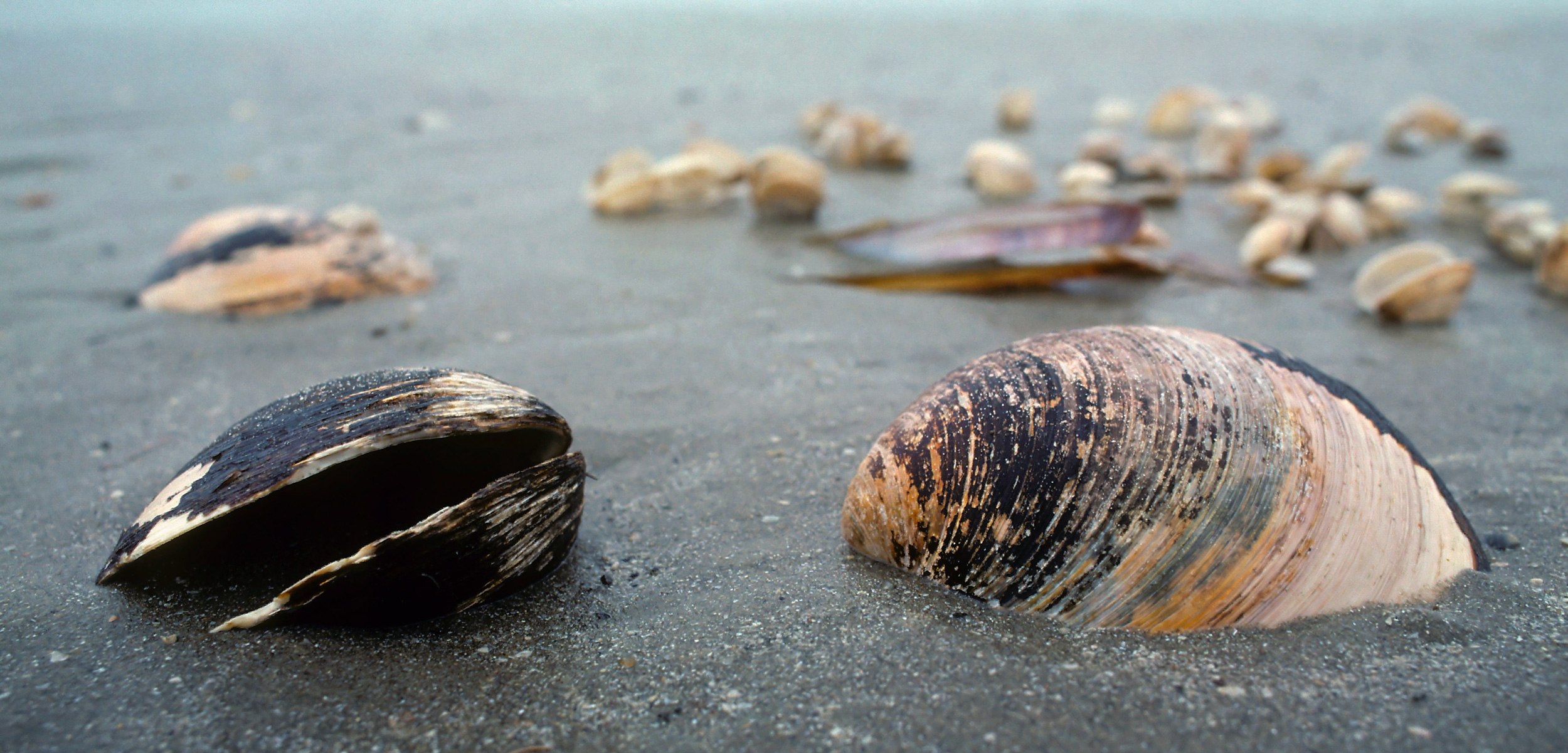 ocean quahog shells on the beach