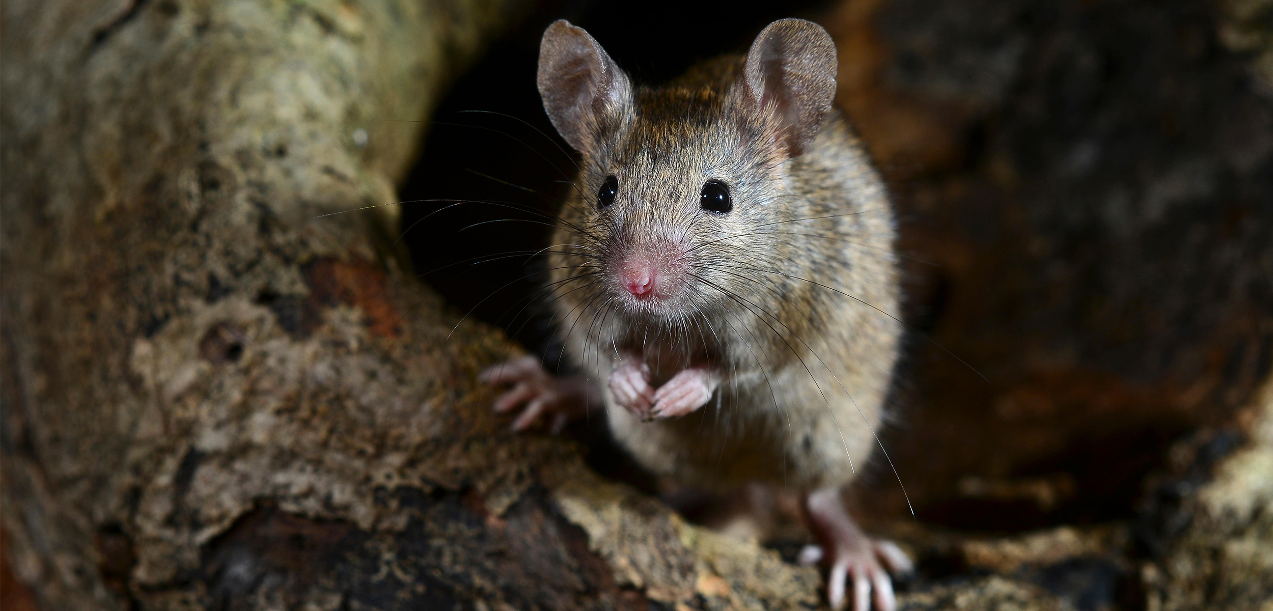 A litle brown mouse standing on top of brown rocks with a dark cave like background