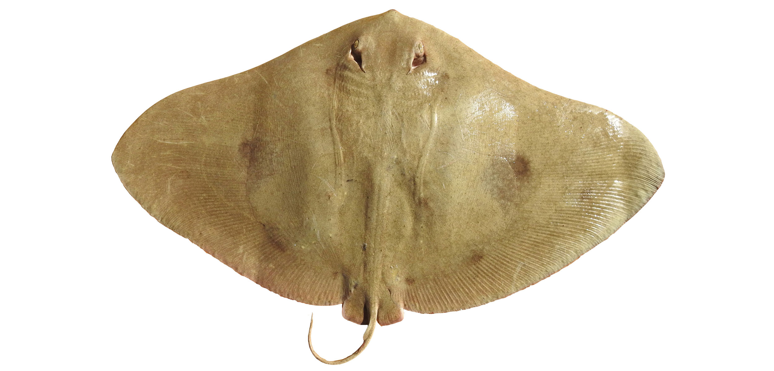 tentacled butterfly ray