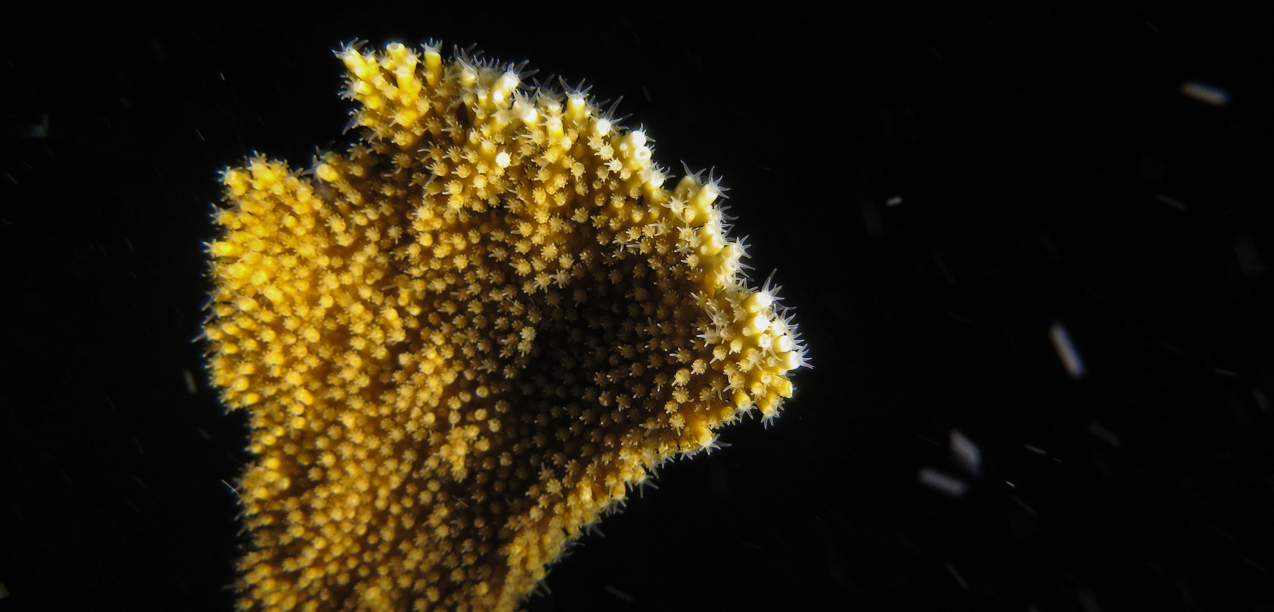 closeup of elkhorn coral