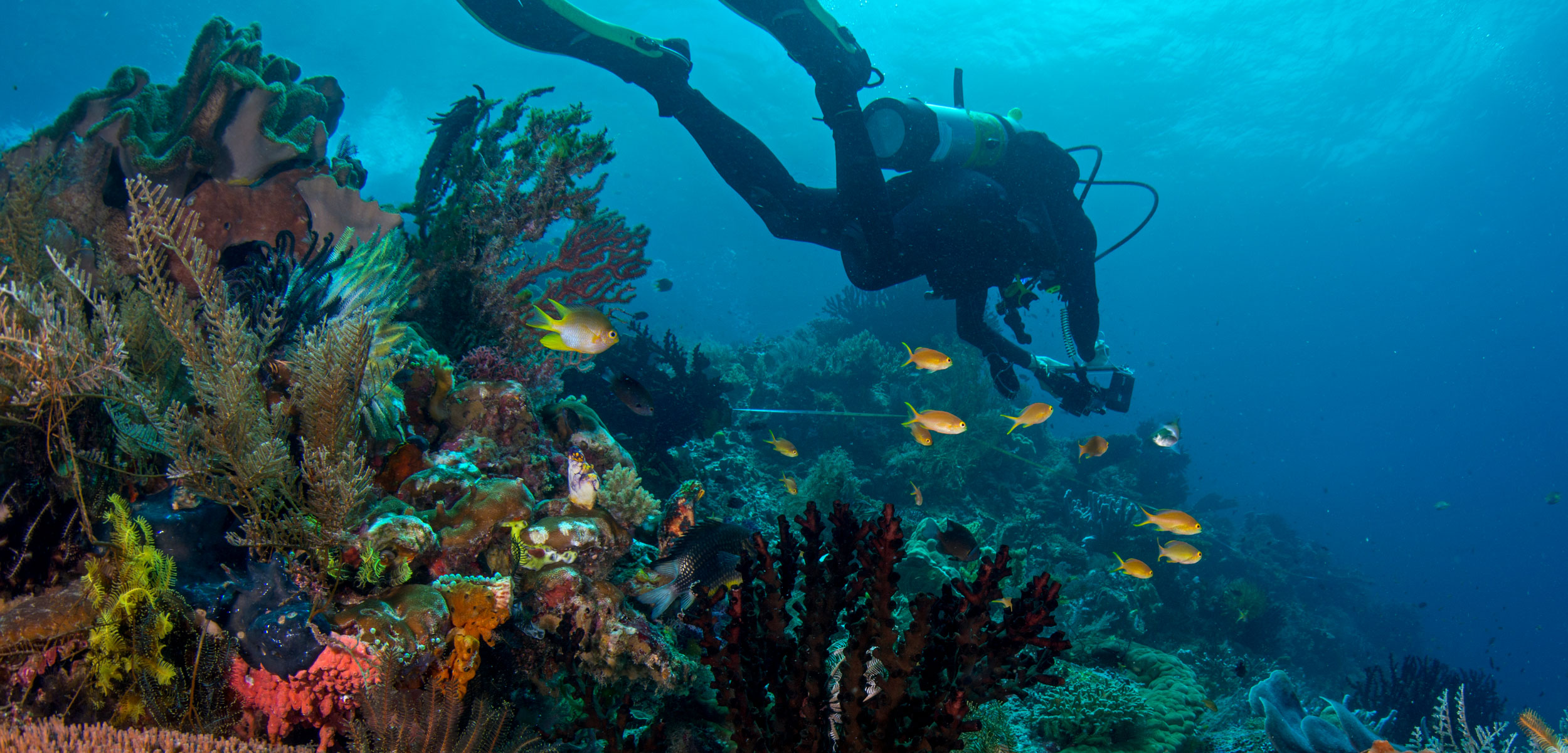 A diver from the nonprofit organization Reef Life Survey swims over an Indonesian reef