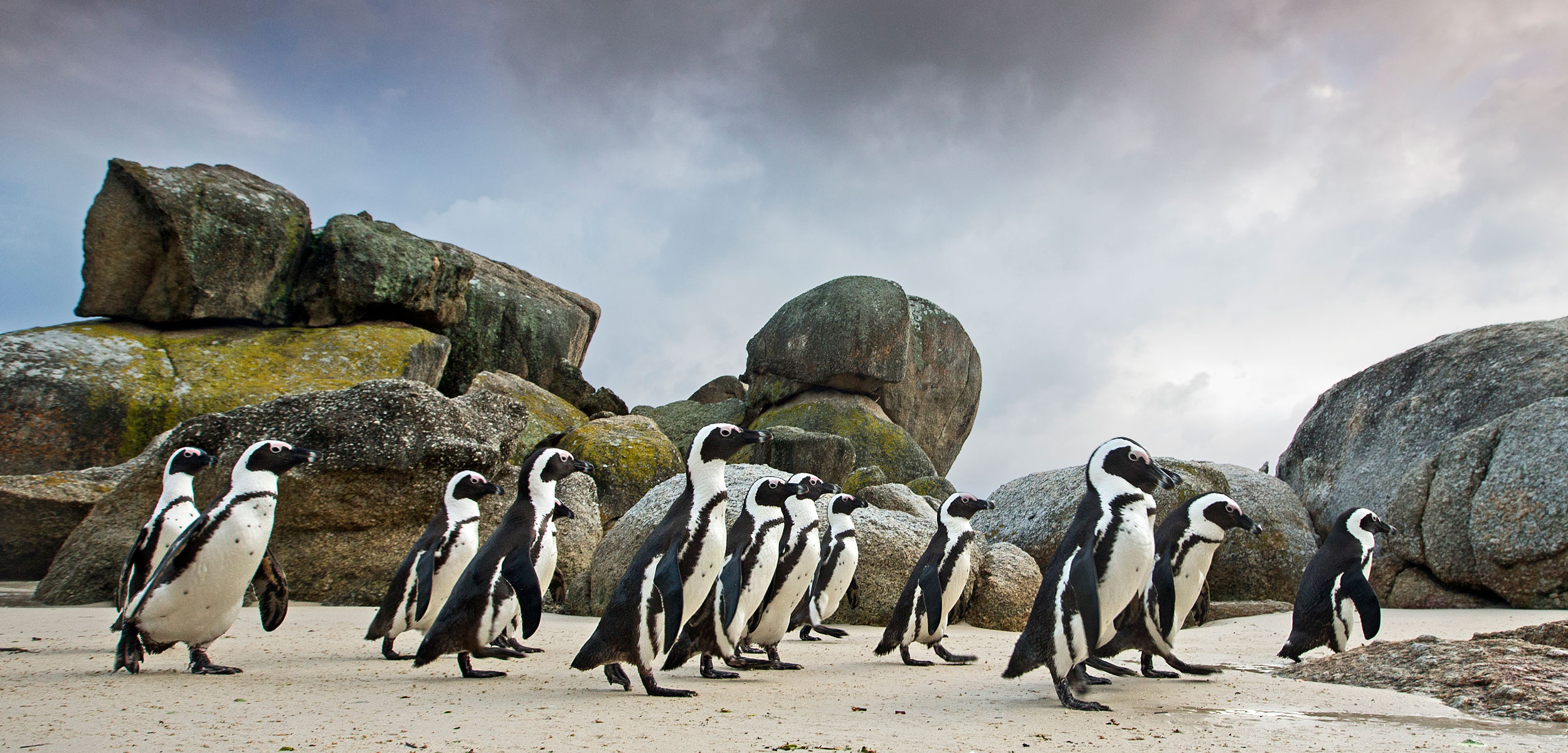 African penguin (Spheniscus demersus) walking towards the shore, Boulders Beach, Cape Town, South Africa