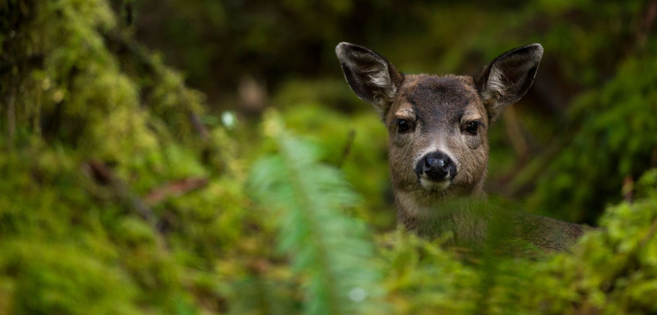 Sitka black-tailed deer on Haida Gwaii