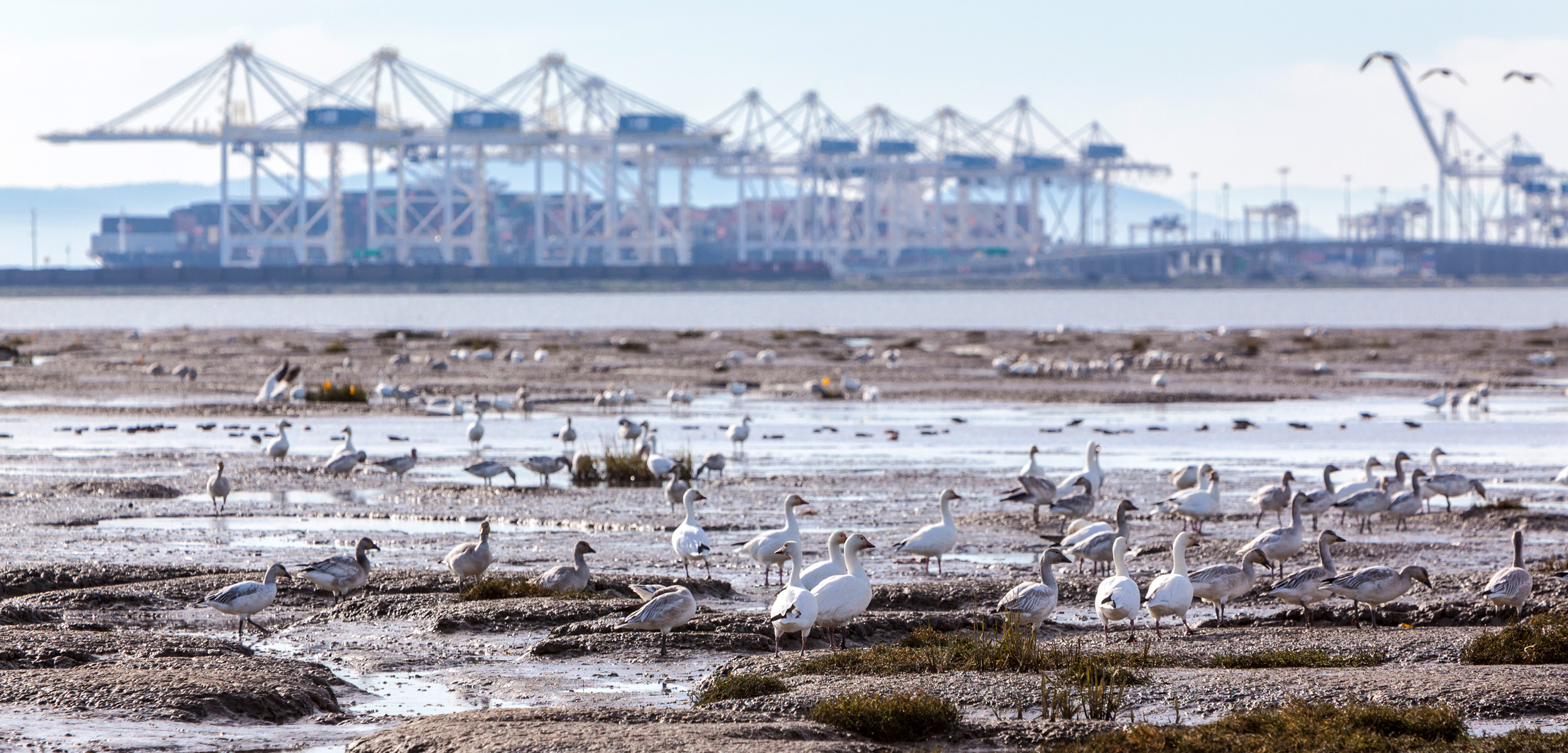 Migratory shorebirds feed on the mudflats along British Columbia’s Roberts Bank, near Canada’s largest container terminal, Deltaport. A proposed expansion to Deltaport, known as Terminal 2, would double the facility’s size. The plans have triggered a contentious environmental assessment to determine whether the proposed development is likely to have “significant adverse effects” on the environment. Photo by Ron Watts