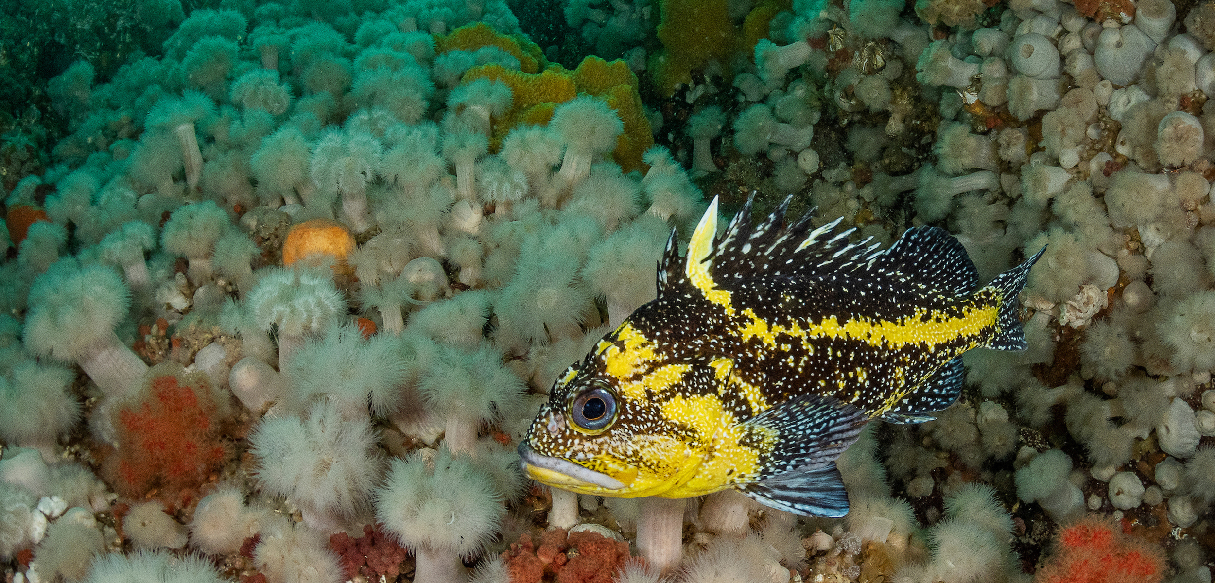 A yellow and black rockfish overing above the white and brown coral covered ocean bottom