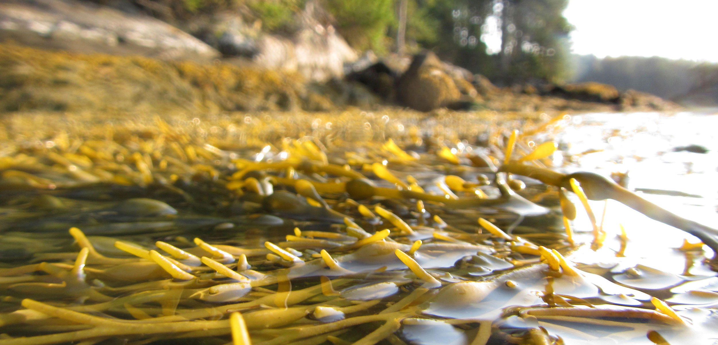 close up of rockweed seaweed (Ascophyllum nodosum) in Maine