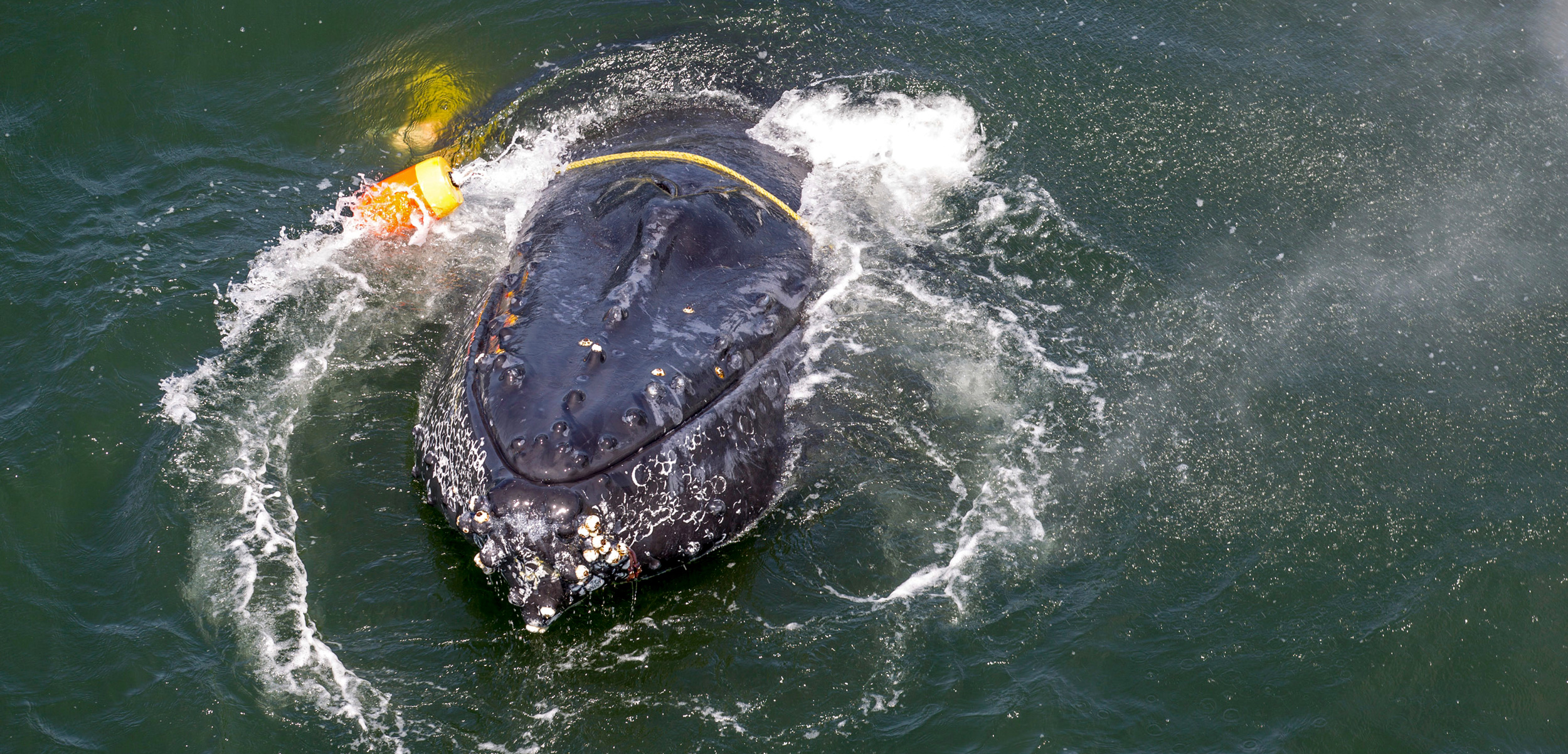 humpback whale entangled in fishing gear