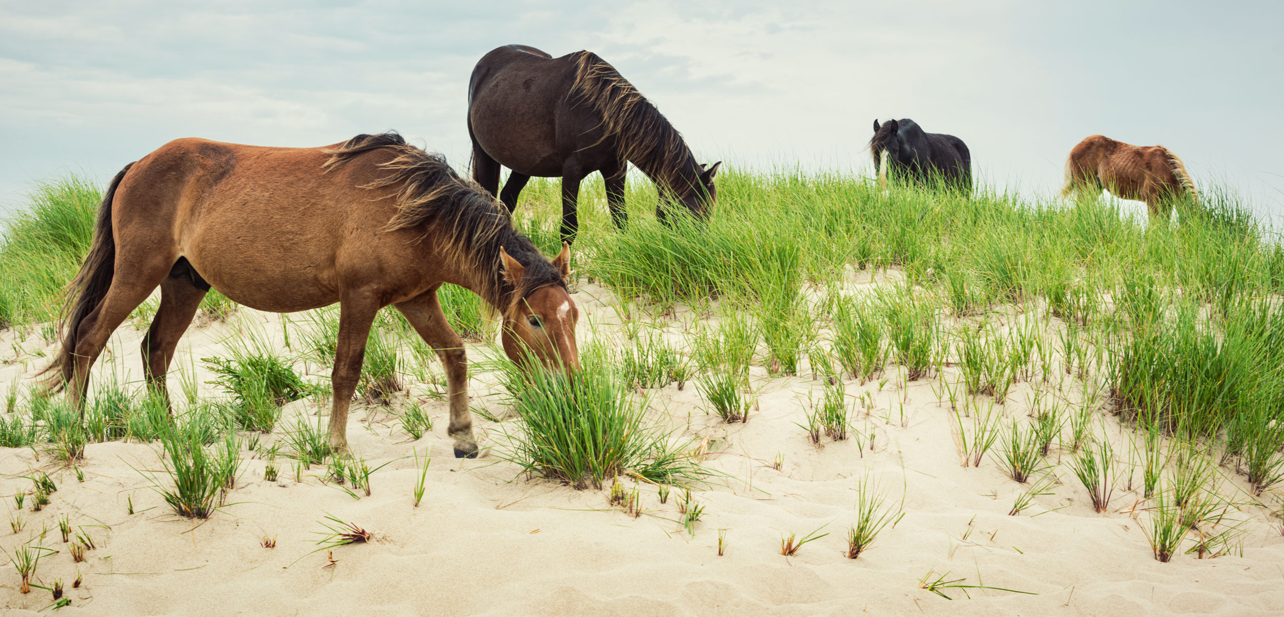 Romance, Politics, and Ecological Damage: The Saga of Sable Island's Wild  Horses