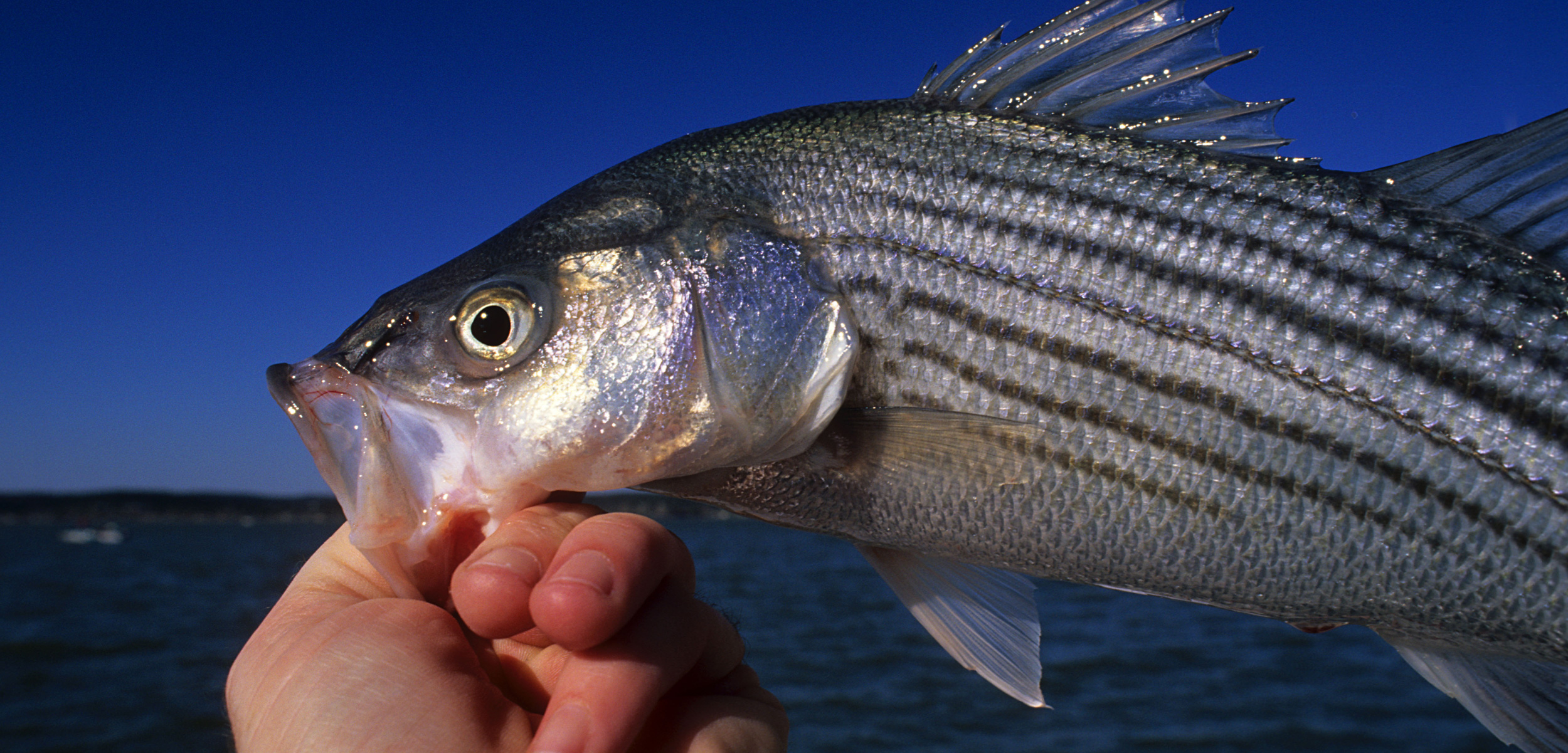 a fisher holds a striped bass