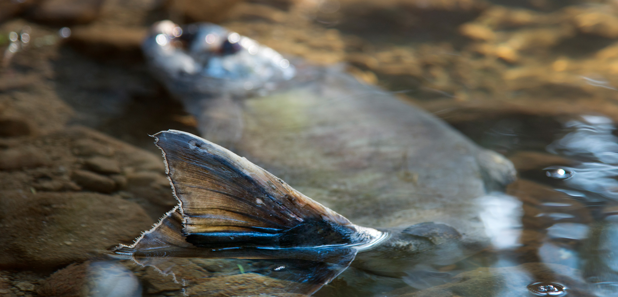 For those working to restore the salmon run in Douglas Creek, within Victoria, British Columbia, this dead fish represents hope for life. Photo by Shanna Baker