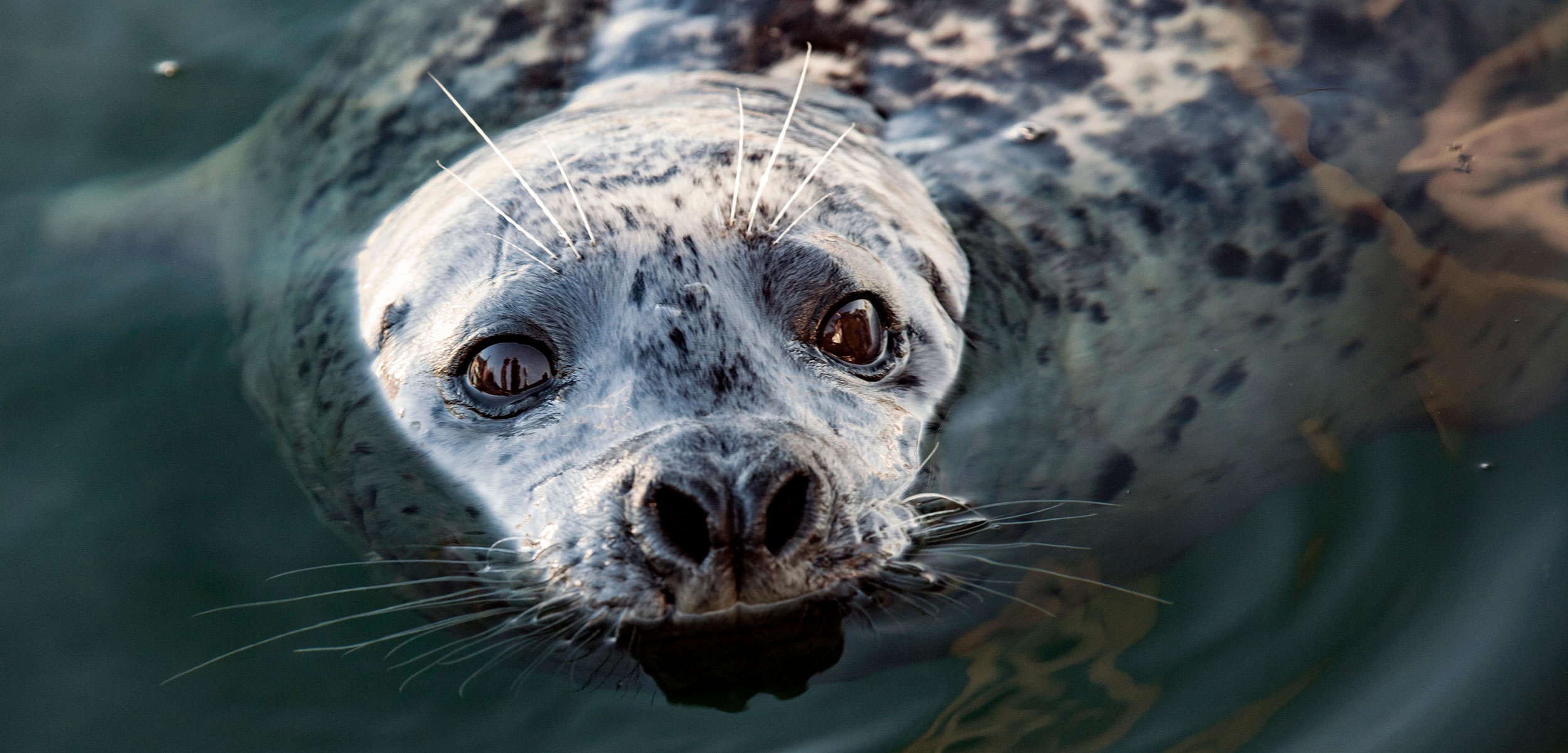 harbor seal looking out of the water