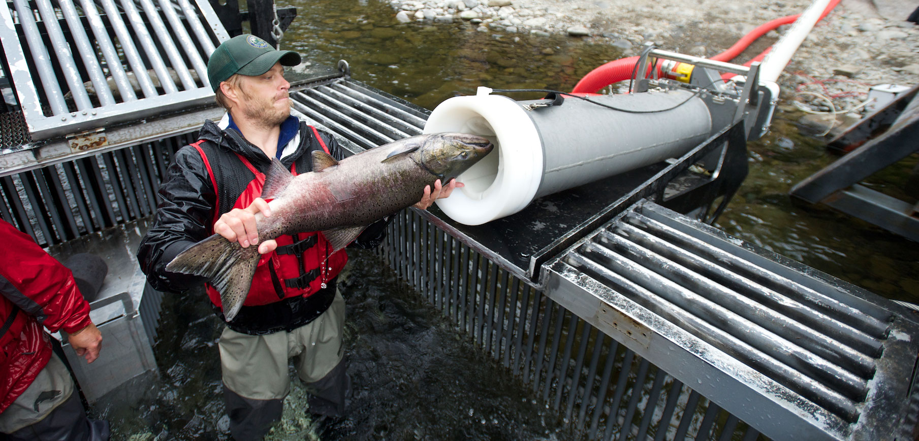 a fish being loaded into the salmon cannon