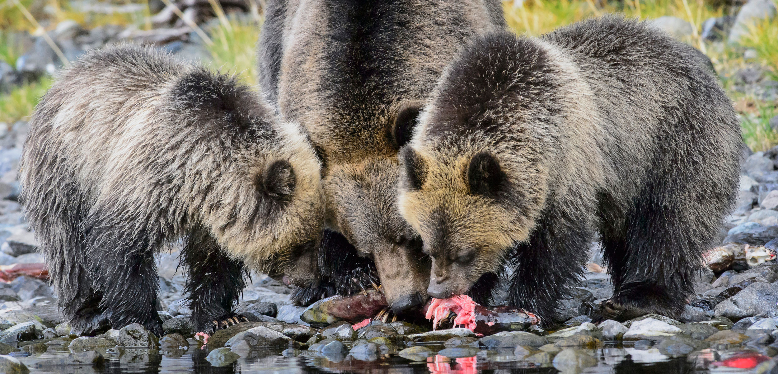 grizzly bears eating salmon