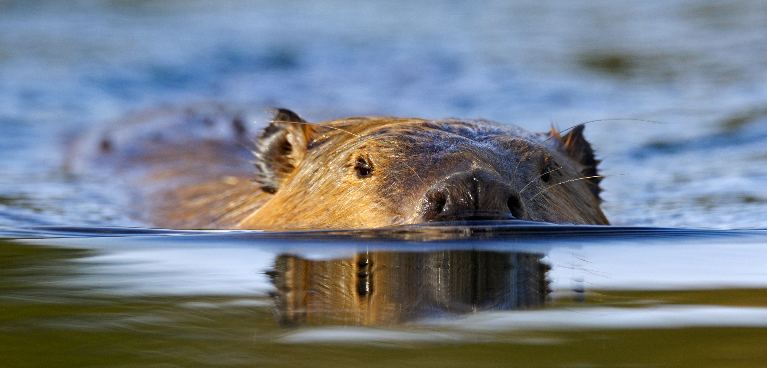 The Gnawing Question of Saltwater Beavers | Hakai Magazine