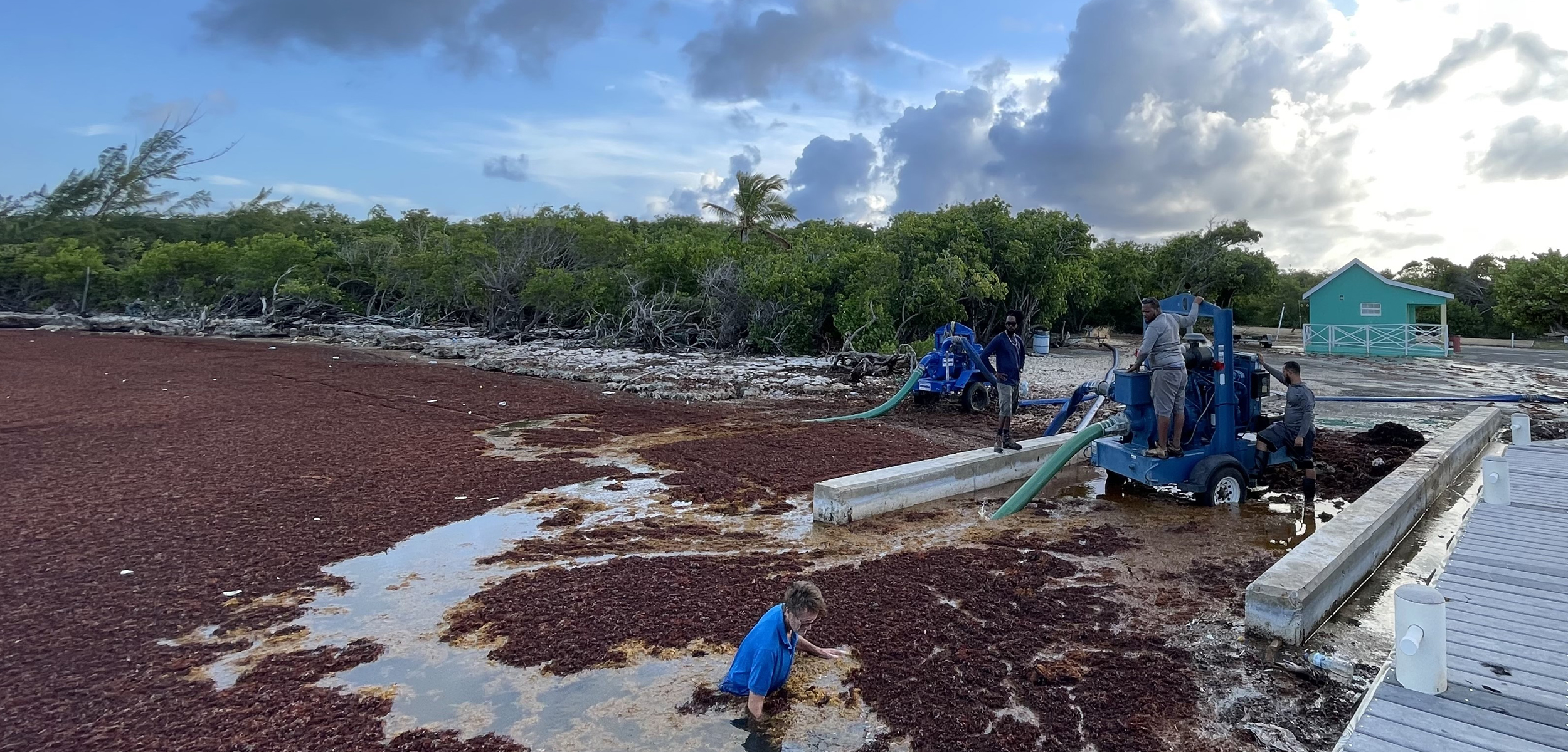 An aerial shot of red sargassum seaweed clogging up murky waters. A person dressed in blue wades in the weeds while two blue giant vaccuum machines stick green tubes in the water.