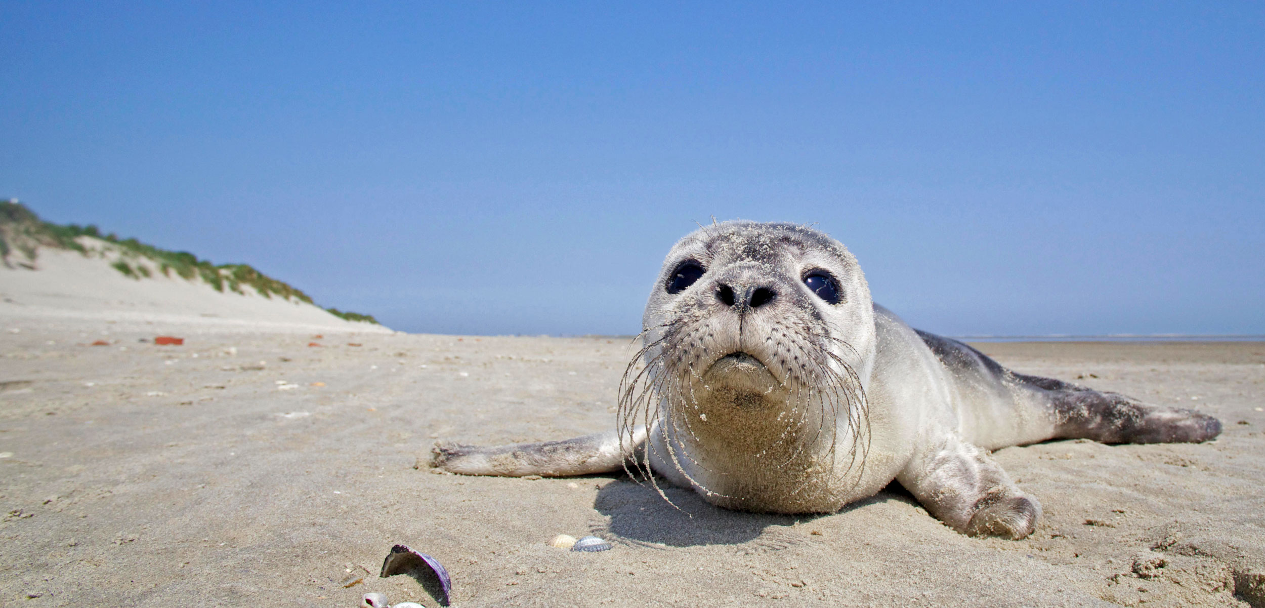 A young Harbour Seal (Phoca vitulina) on the beach of Rottumerplaat