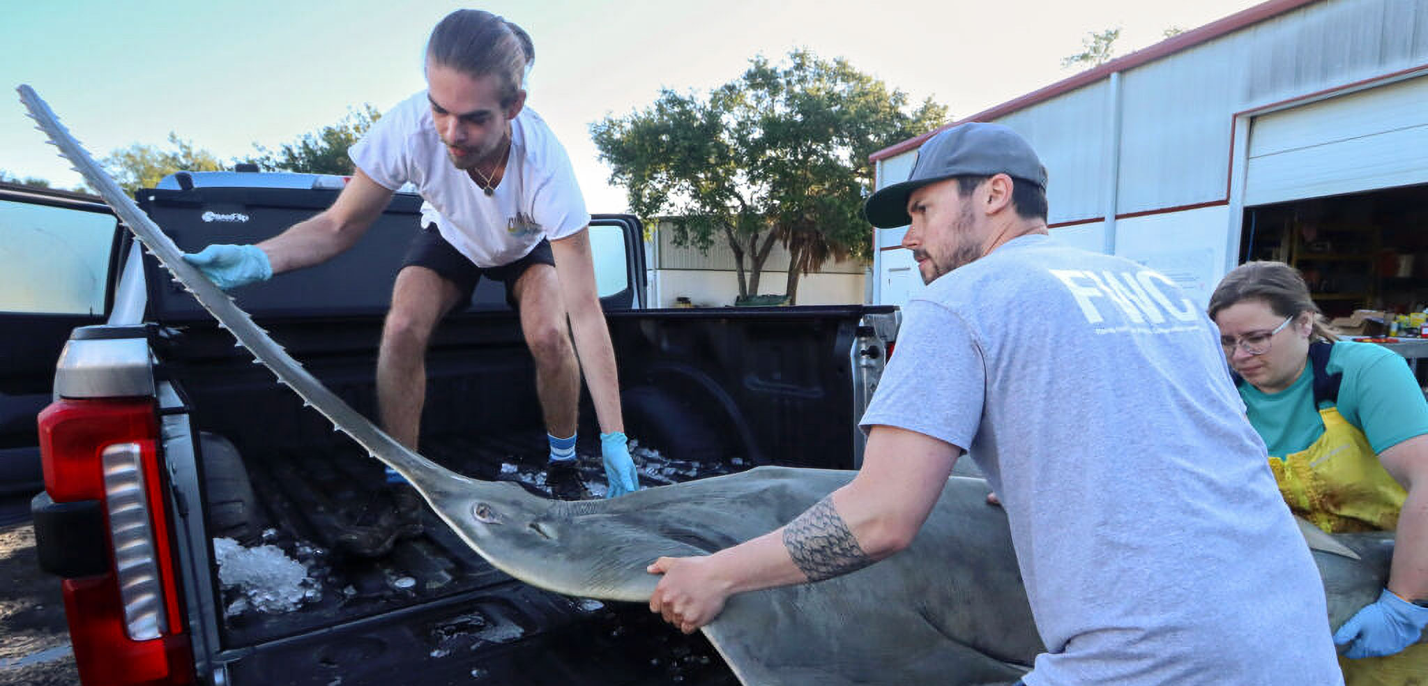 conservationists lift a sawfish into a truck